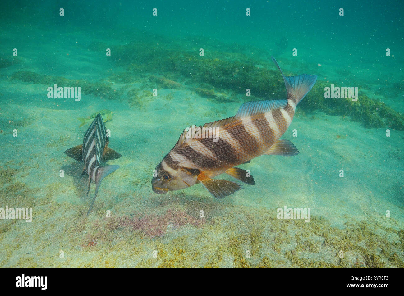 Zwei gebändert morwongs Cheilodactylus californica Fütterung auf der Algen aus flachen Boden gemischt-Sand und Felsen. Stockfoto