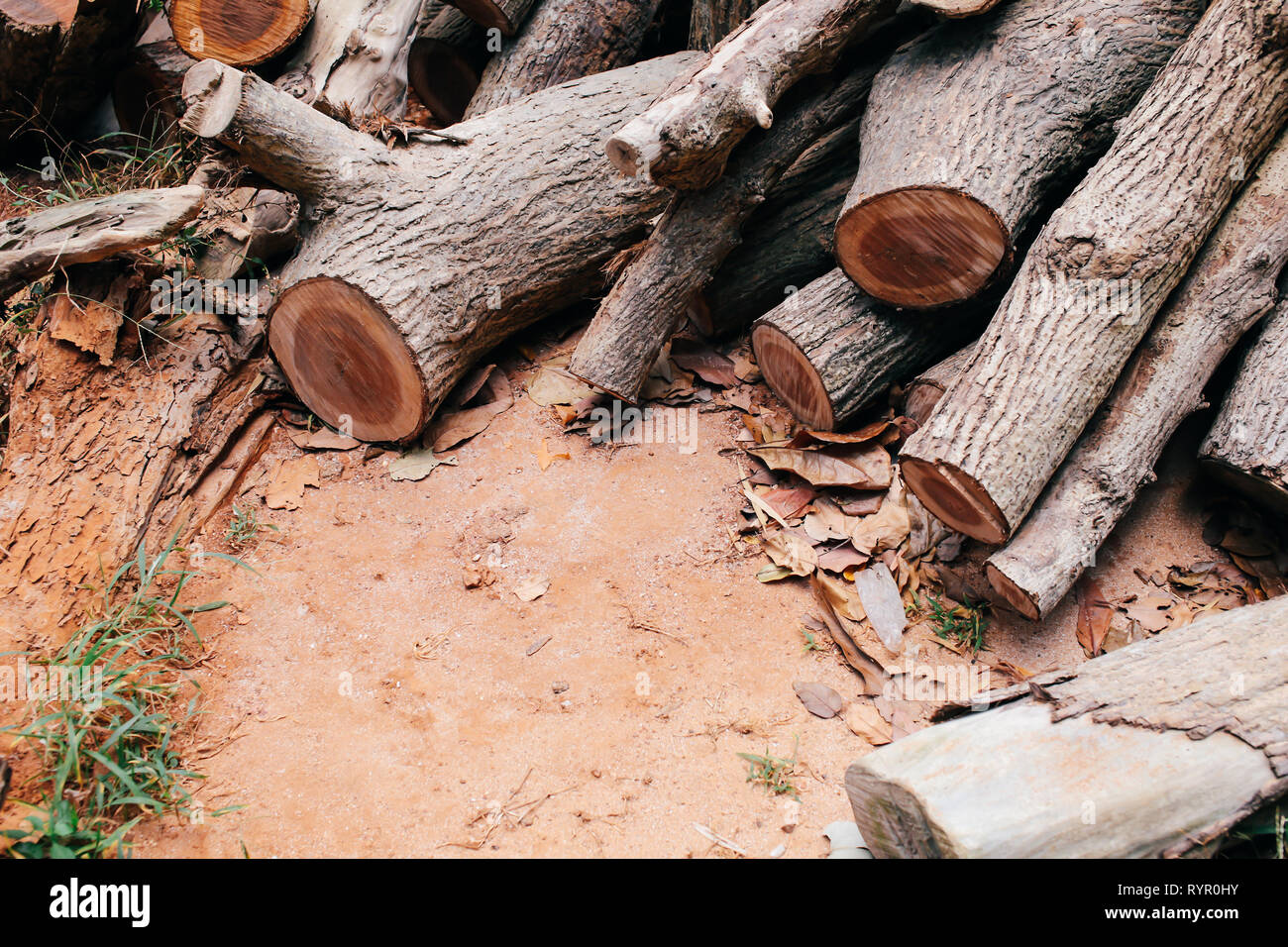 Nahaufnahme von Baum braun detaillierte Rundholz Stamm geschnitten, gestapelt - Abholzung und Holzbearbeitung Konzept. Stockfoto