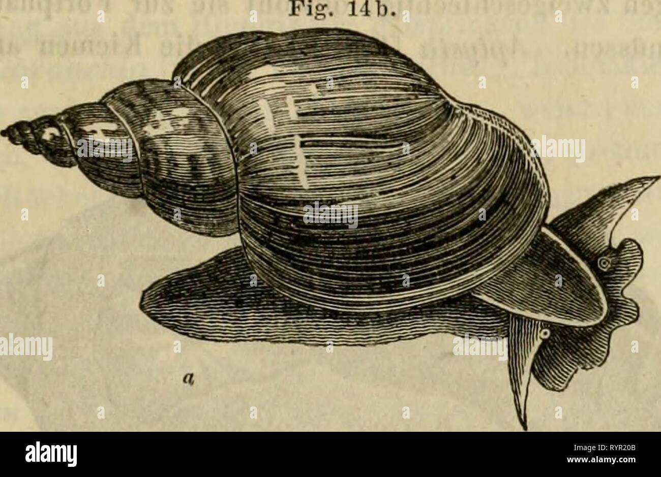 Eine Lektüre im Sterben Konchyliologie; oder eine Lektüre im Sterben Konchyliologie; oder Grundzüge der Naturgeschichte der Weichthiere. einleitungindiek 00 John Jahr: 1853 Anordnung der Weichlhiere, 101 ist, ihre Bewegungen zu beobachten; z. B. Planorhis [Abb. 42], ein thunfischwadenfänger wie ein Ammons-Horn in einer Ebene gewundenen Schaale kenntlich, deren ungekammerte Höhlung mit Ausnalime, keine und jedenfalls nur sehr unvollständige Zwi-schenwände enthält, 5/6 bei Limneus (Abb. 14 b) die Schaale hoch auf-gewunden ist. [Kriechfläche dieses letzten Sterben Thieres sieht Mau in Abb. 21.] Abb. 15. Stockfoto