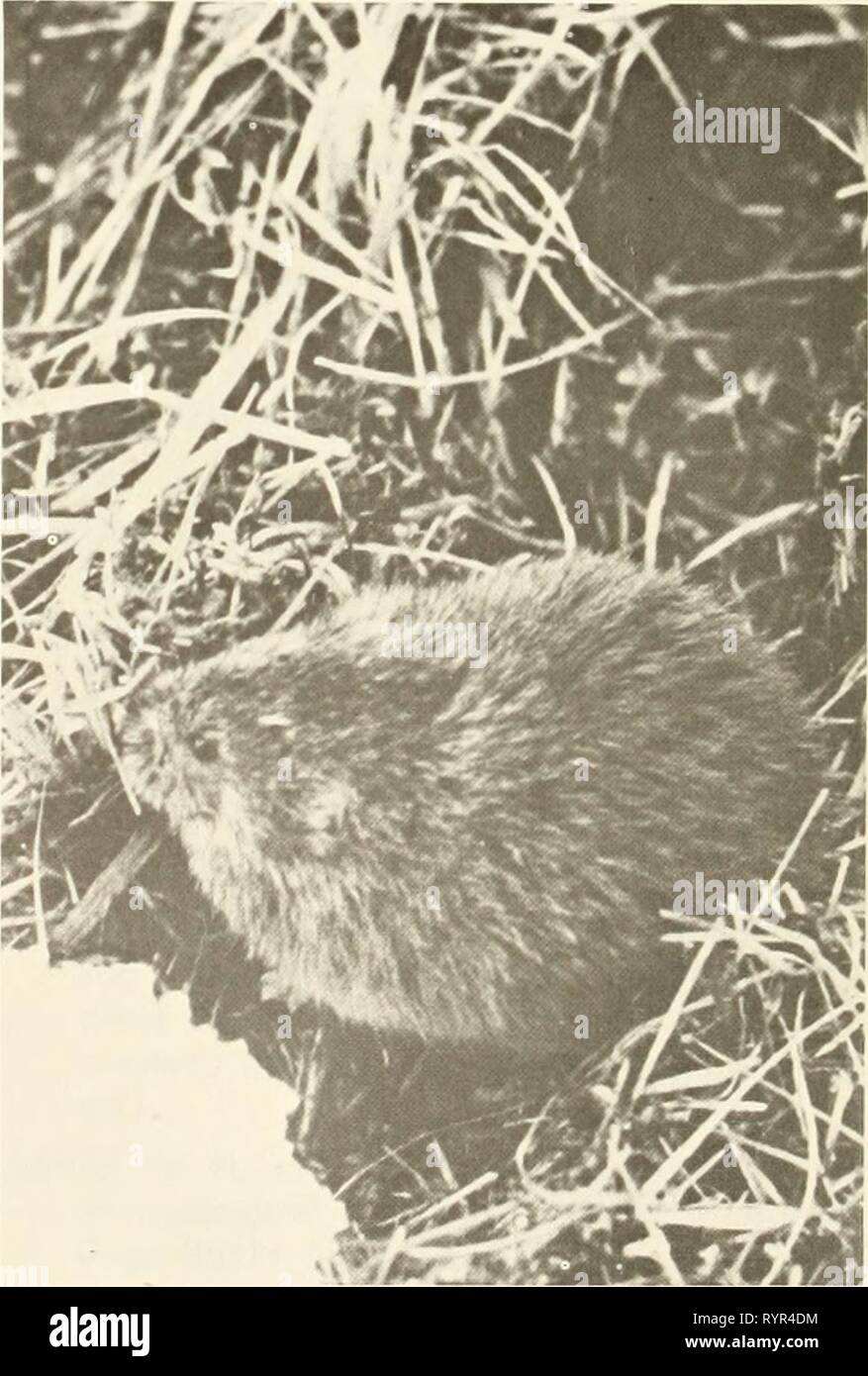 Ökologische Untersuchungen der Tundra ökologische Untersuchungen der Tundra biome in der Prudhoe Bay, Alaska. ecologicalinvest 00 brow Jahr: 1975 134 Braun [Lemming (Lemmus Sibericus=trimucro-natus)] an der Kante der Schnee Patch. Dr. John Koranda, Lawrence Radiation Laboratory Stockfoto