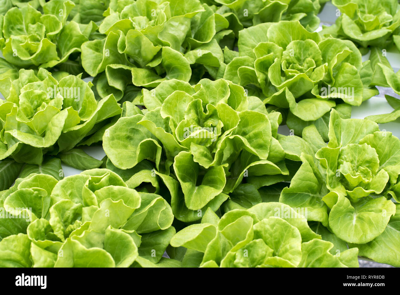 Butter, Salat, frische Blätter an hydroponische Farm. Stockfoto