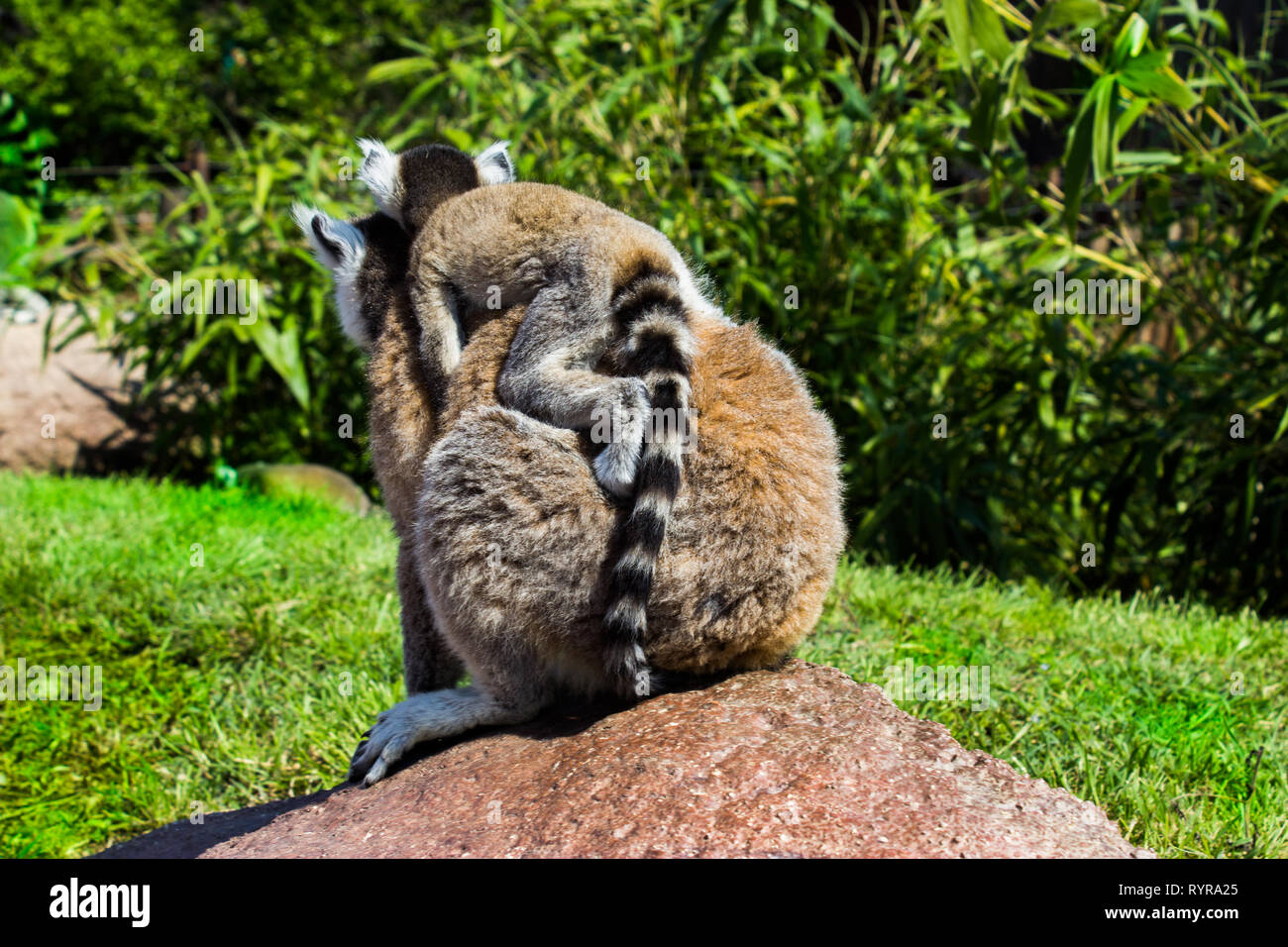 Lemur Familie, Mutter und Kind stehen auf dem Felsen, der Welpe auf dem Rücken der Mutter gelegt wird. Stockfoto