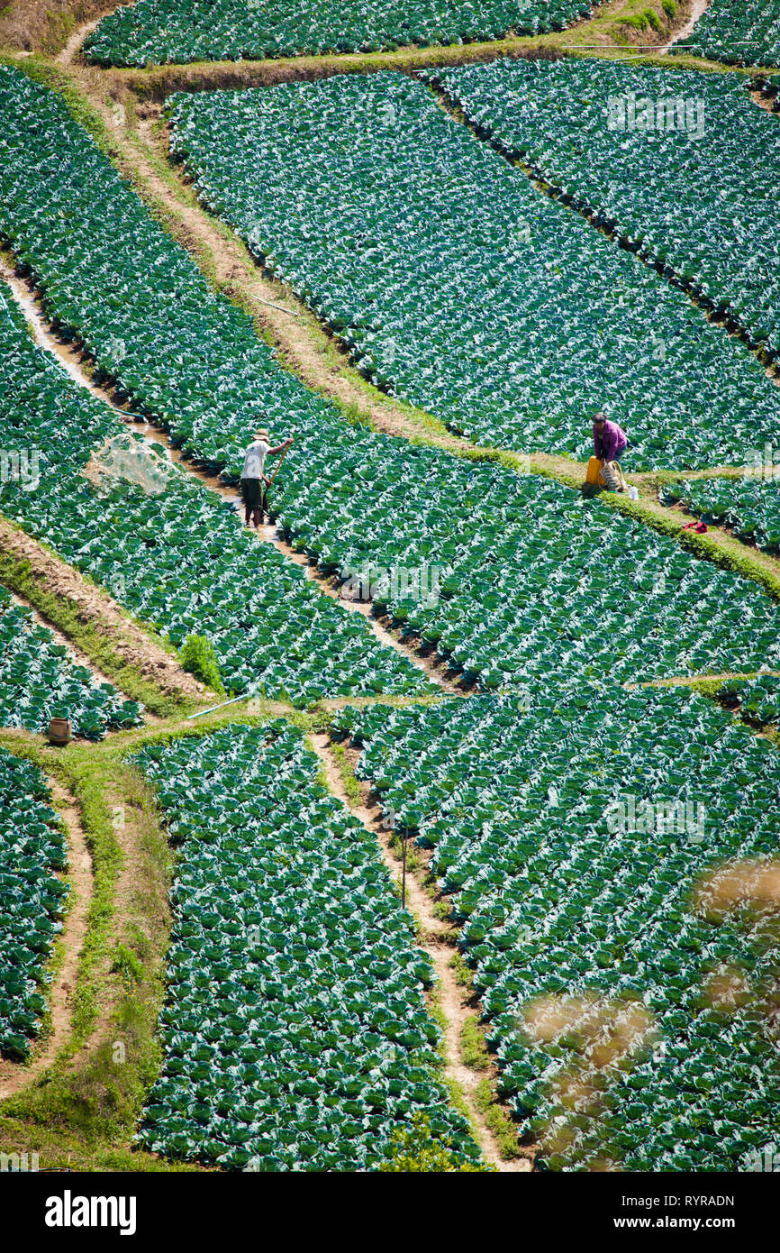 Kohlfelder von oben in der Nähe von Kalaw, Myanmar gesehen Stockfoto