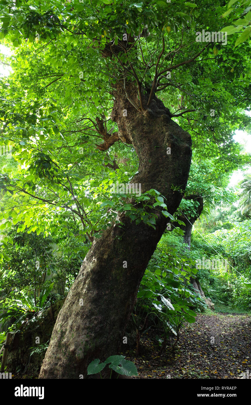 Große Akagi Baum des Shurikinjo, Präfektur Okinawa, Japan Stockfoto