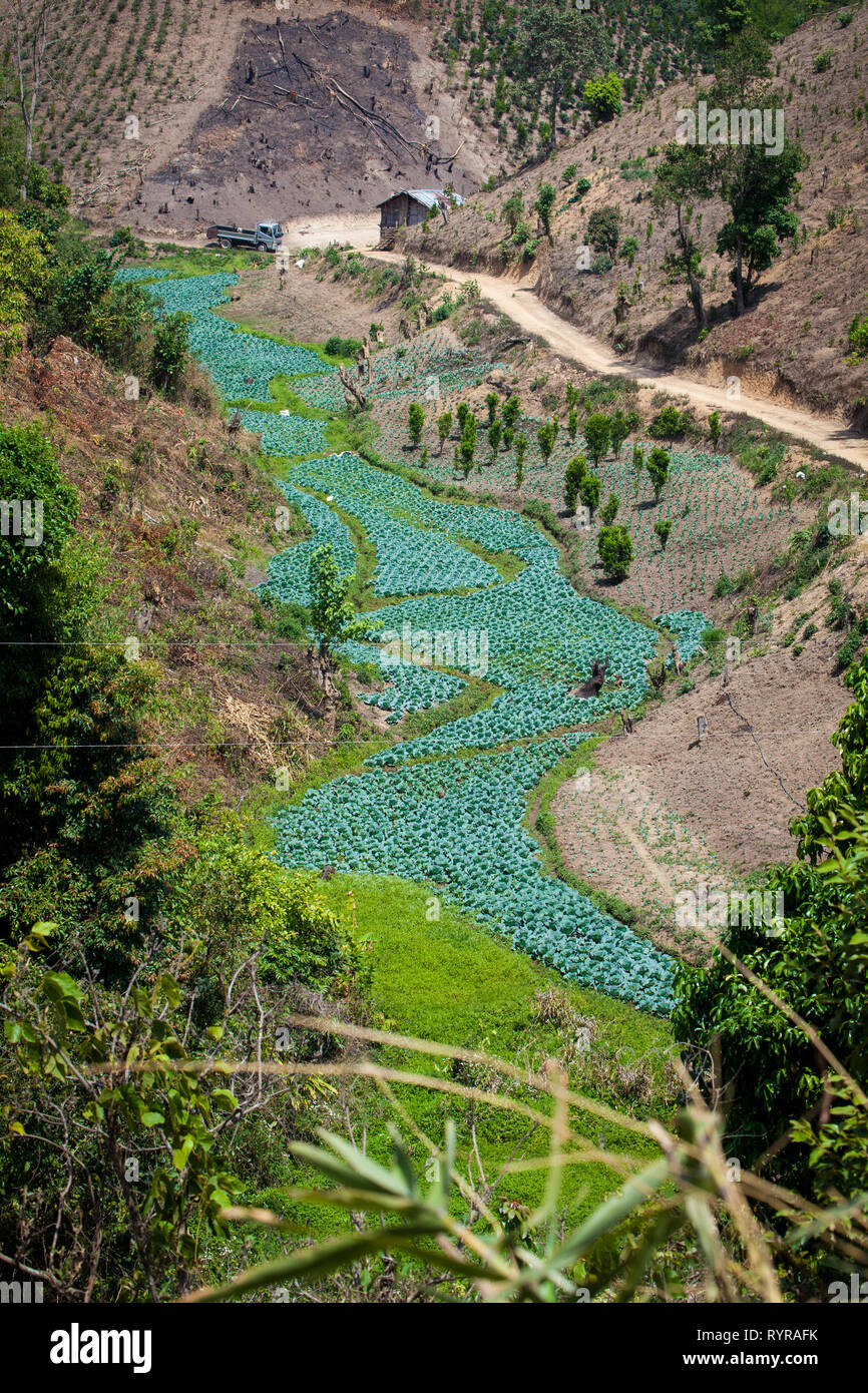 Kohlfelder von oben in der Nähe von Kalaw, Myanmar gesehen Stockfoto