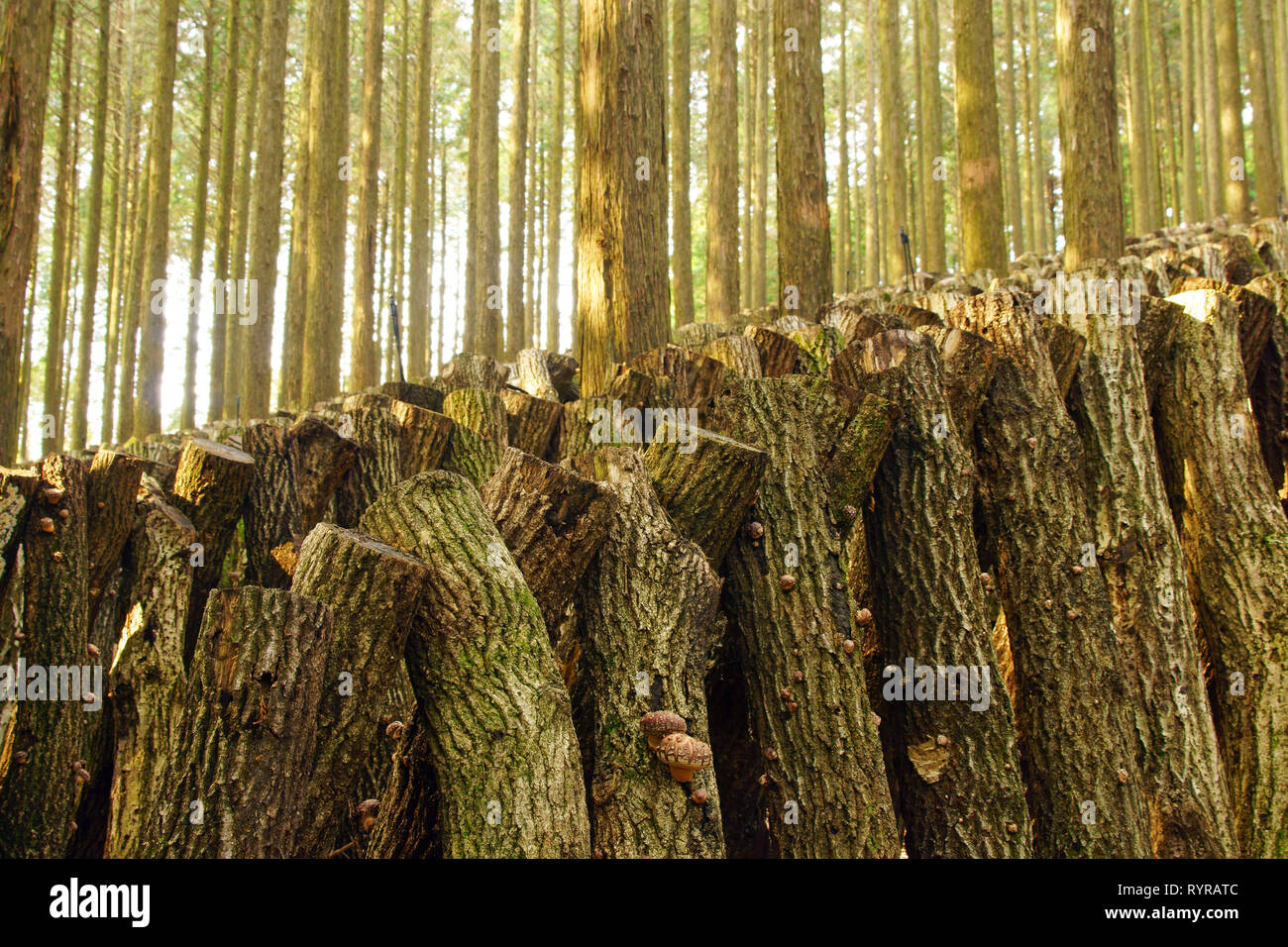 Shiitake Pilzzucht Stockfoto