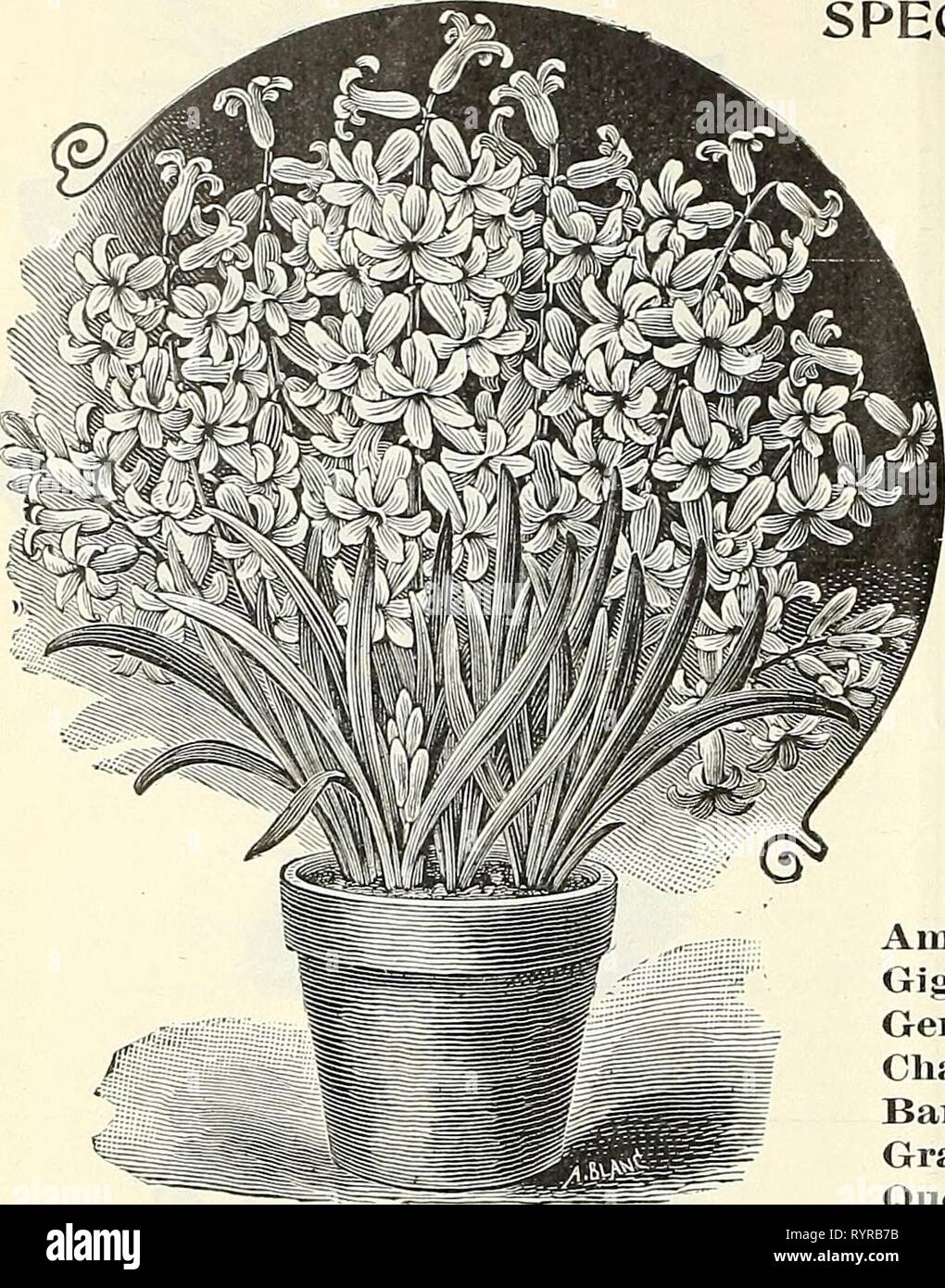 Dreer Sommer edition Großhandelspreis Dreer Sommer edition Großhandel Preisliste Juli 1899 August: saisonale Blumen- und Gemüsesamen, Düngemittel, Tools, etc., etc. dreerssummeredit 1899 henr Jahr: 1899 Dreer die zuverlässigen Lampen. Besonderer Hinweis, ah Preise beinhalten die Pflicht, Verpackung und F. O. B. in Philadelphia. Frühen römischen Hyazinthen. Pro 100 Pro 1000 frühen weißen Roman, 1 gr Zwiebeln, lltol 2 C. 1 $ 50 $ 13 00''' ausgewählt 12 bis 15 C. 1 75 17 00' extra 13 bis 15 C. 2 25 20 00 "Light Rose, 12 bis 15 C. 1 50 14 00 "Dunkel" 12 bis 15 C. 1 50 14 00' Blau 12 bis 15 C. 1 75 16 Keine "Weiße Italiau, 12. Stockfoto