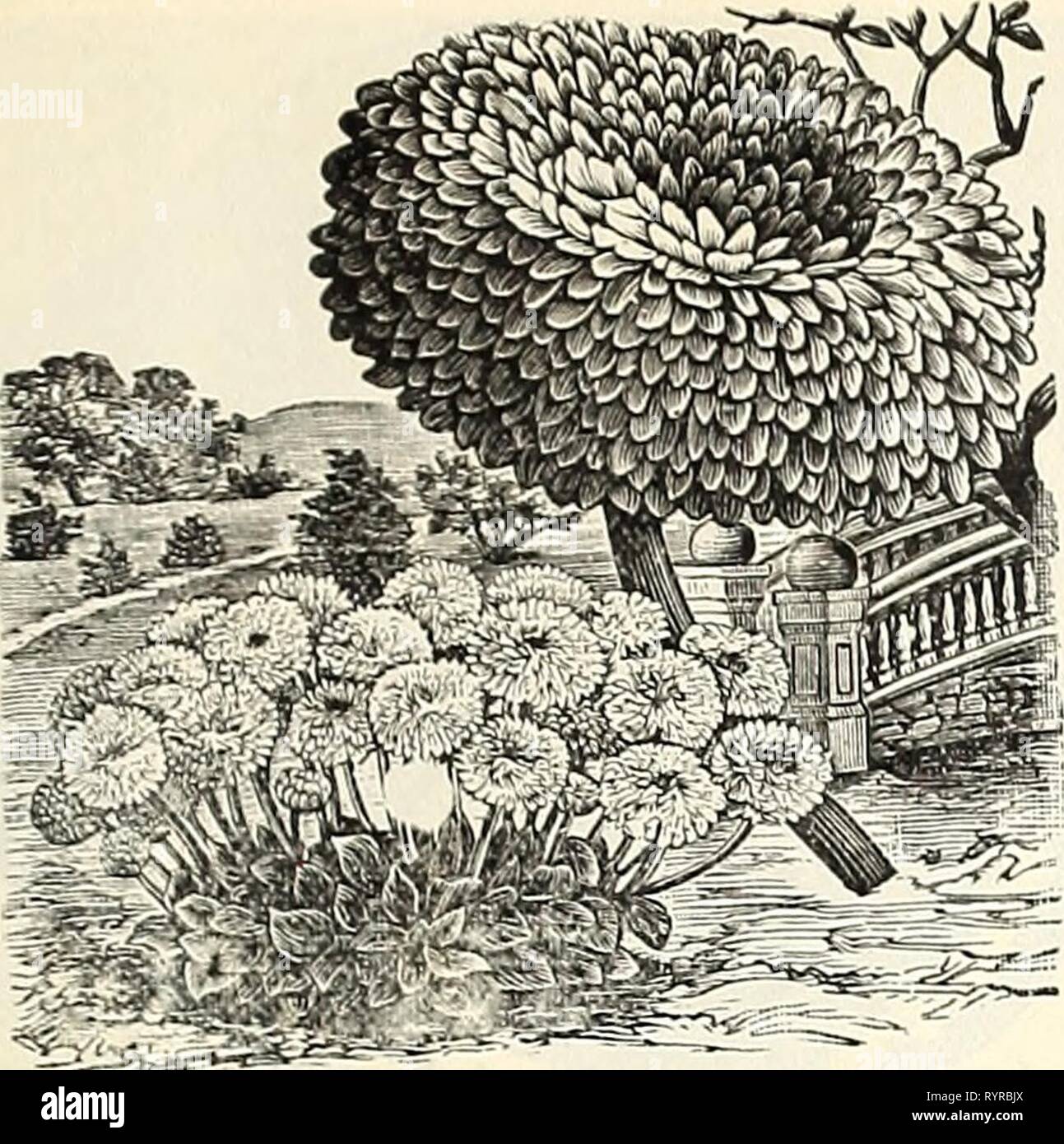 Dreer die vierteljährlichen Großhandel Preisliste Dreer die vierteljährlichen Großhandel Preis Liste der Samen, Pflanzen & C. : Winter Edition Januar 1895 März 1895 dreersquarterlyw henr 1 Jahr: 1895 DREER DER GROSSHANDEL PREISLISTE. 15^^ & ui Schneeball Daisy. Handel Daisy, "Longfellow''' Schneeball, neue weiße "Extra Weiss'' Extra Doppel Mixed' Neue bequillte, gemischte Delphinium forniosurn, Deep Blue... Dahlie. Große Blüte, Doppel mixed' Single Choicest Farben gemischten "Tom Thumb, gemischt"-Single, Jules Chretien, bright Scarlet, halb Zwerg; feine Dracaena indivisa Lineata ''''Australis Eschscholtzia, (Californ Stockfoto