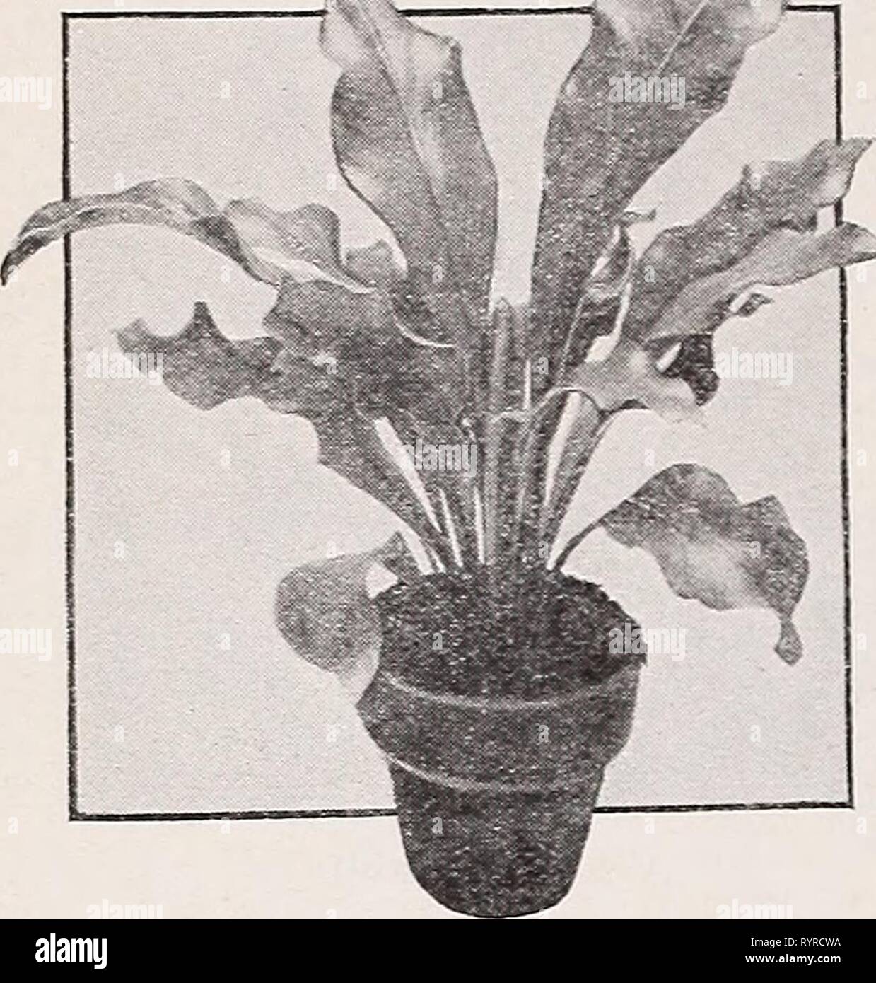 Dreer der Großhandel Katalog für Floristen Dreer der Großhandel Katalog für Floristen und Gärtner: Herbst 1941 Edition. dreerswholesalec 1941 henr Jahr: 1941 HENRY A. DREER, Inc. Jedes Adiantum cuneatam 214-Zoll Töpfe 0 $ 09 4-Zoll Töpfe 38 Adiantum cuneatam compacttun2V 4-Zoll Töpfe 09 3-Zoll Töpfe 18 Adiantum Hybridum 2^4-Zoll Töpfe 09 Adiantum Wrig'liti 2V4"-Töpfe 18 3-Zoll 28-Zoll 4 Töpfe Töpfe 50 FARNE GROSSHANDEL CATALi pro 100 Pro 1000 $ 8 00 35 00 S 75 00 8 00 15 00 75 00 8 00 15 00 25 00 75 00 140 00 Asplenium Nidus Avis (Bird's Nest Farn) Asplenium Nidus Avis - Bird's Nest Fern EIN Stockfoto