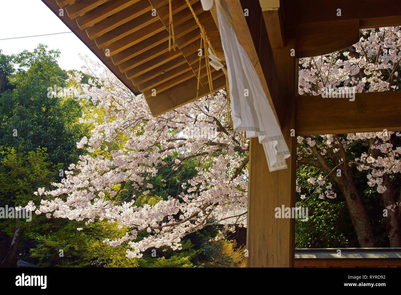 Kengun Schrein im Frühjahr, Präfektur Kumamoto, Japan Stockfoto