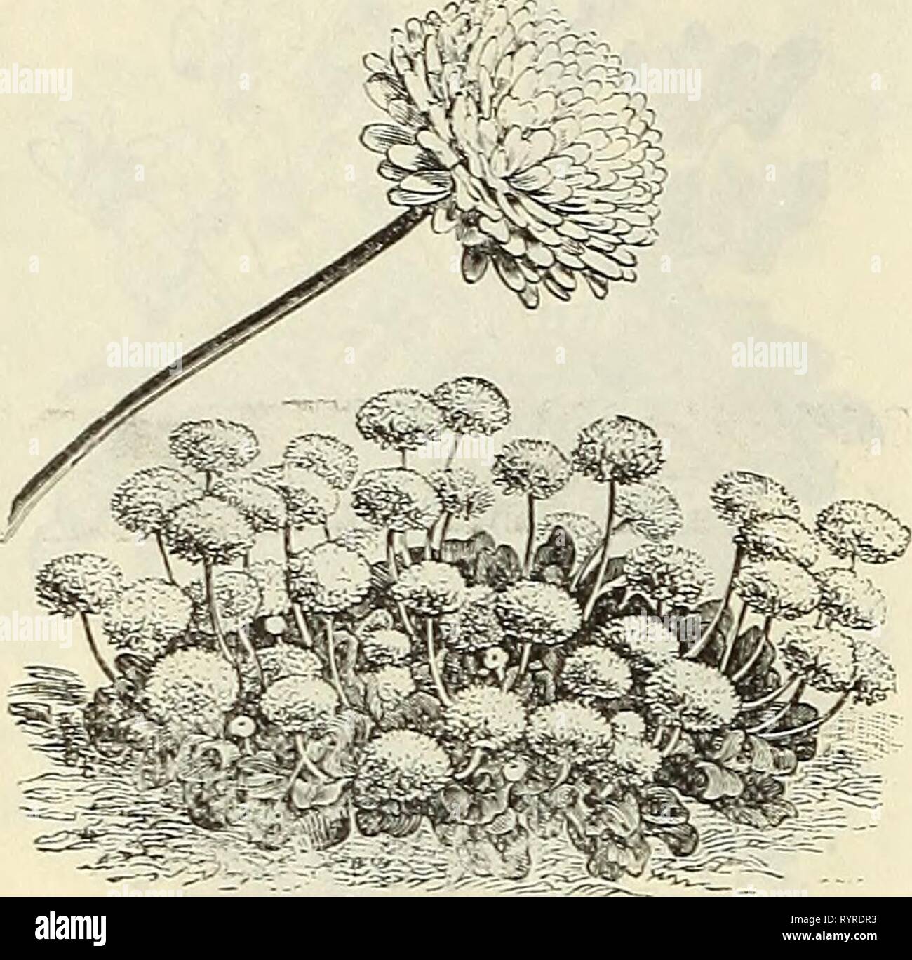 Dreer die vierteljährlichen Großhandel Preisliste Dreer die vierteljährlichen Großhandel Preisliste: Herbst Ausgabe, September 1895 Dezember 1895 dreersquarterlyw henr Jahr: 1895 18 DREER DER GROSSHANDEL PREISLISTE. Daisy. (BELLIS PERENNIS.) Handel pkt. Pro Unze. Daisy, Doppel Mixed 30 4 00 - Weiss 30 5 00 - Longfellow. Großes Doppelzimmer Rosa ... 30 4 50 - Doppel Bequillte gemischt. Sehr Doppel bequillte Blütenblätter, Rot und Weiß gemischt 50 Dracaena indivisa 25 2 00'' Lineata 50 4 00 Australis 50 2 00 Mignonette. Docble Daisy. Geranie. Apple-Scented. (Trne.) Diese duftenden Lieblings Sorte kann nur aus Samen gezogen werden feine zu bilden Stockfoto