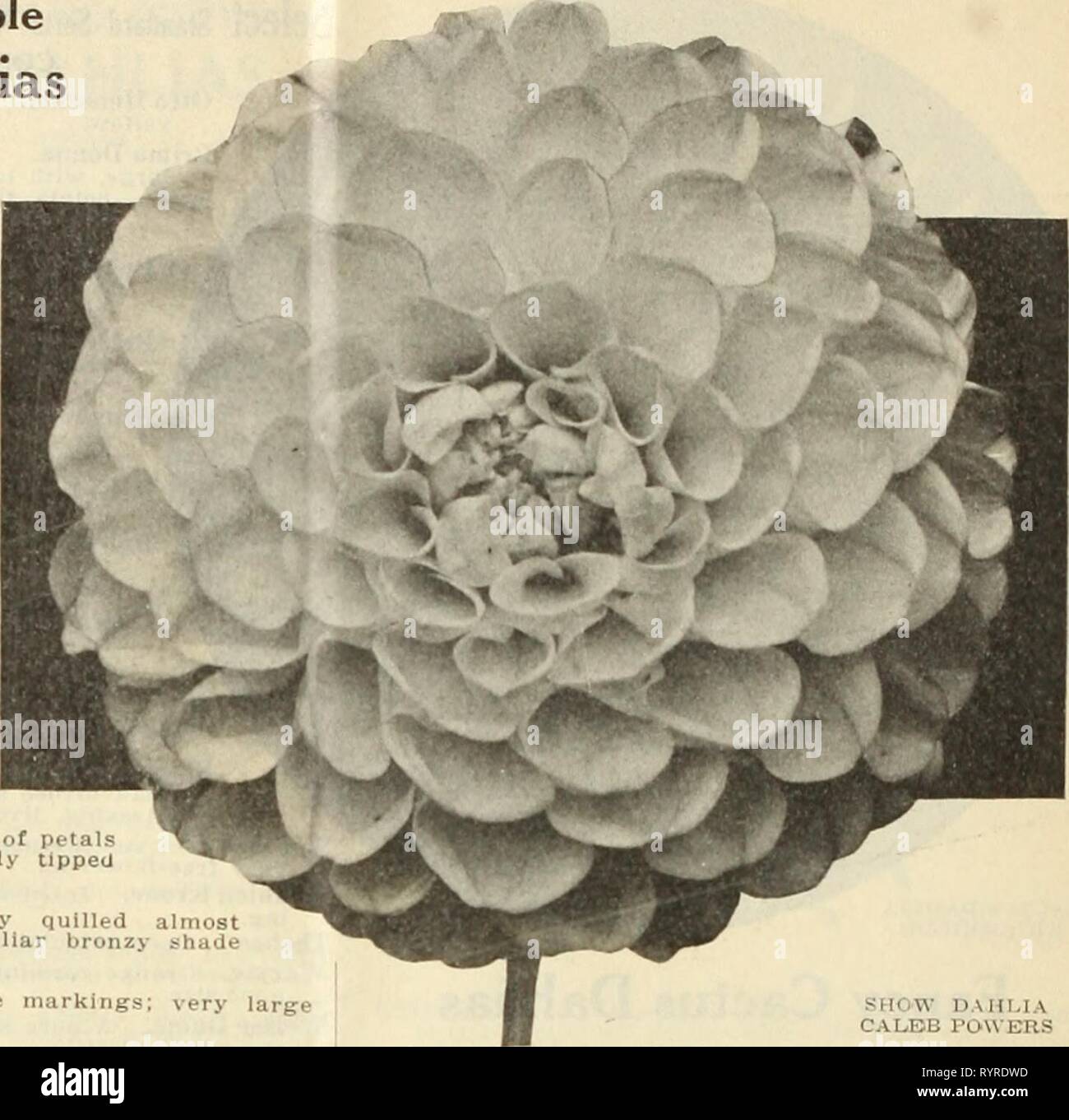 Dreer spezielle Großhandel Katalog der speziellen Großhandel Dreer Katalog von Dahlien 1913. dreersspecialwho 1913 henr Jahr: 1913 18 HENRY A. DREER, Philadelphia Wahl Doppel zeigen Dahlien * A.D. Livom. Eine herrliche Reinrosa, schöne&gt; bequillte, der perfekte Form und Sehr reichblühend. Arabella. Licht Schwefel-gelb, schattigen p ach blühen auf Kanten; eine feine flowi ich Caleb Mächte. Beste d e-scribed als Verbesserung in der Größe, Färbung, und sogar in der frühzeitigkeit, t li e Beliebte variel y, Susan, in dieser Liste angeboten, ein delica te Shell - Rosa der Splendid bilden. 50 cts. Jedes; $ 5,00 pro Doz. Chas. La Stockfoto