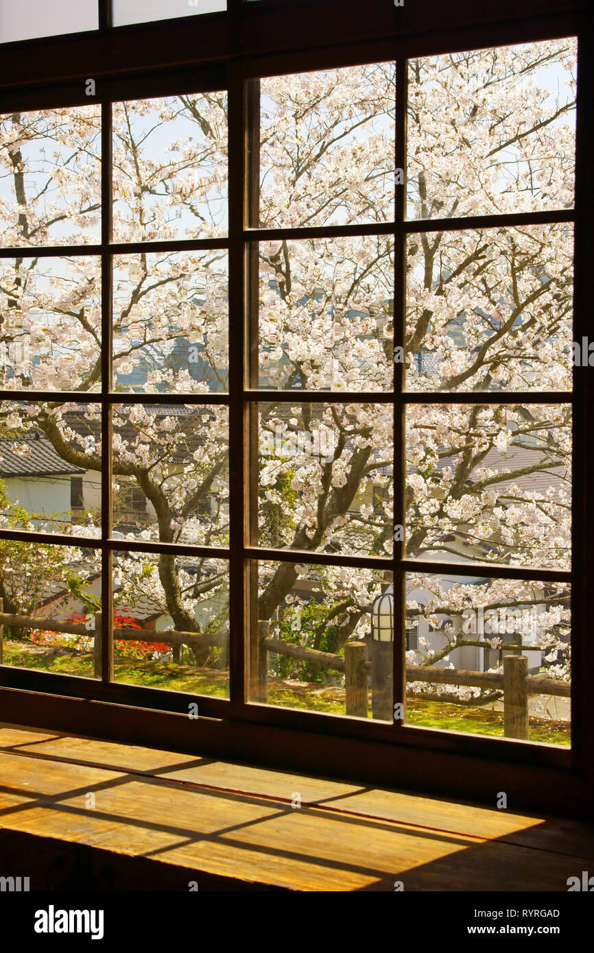 Kirschblüten außerhalb des Fensters Stockfoto
