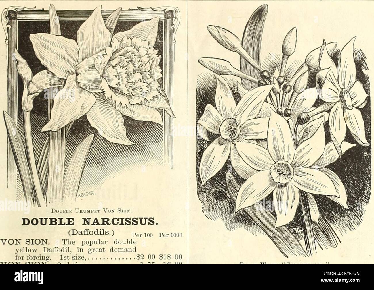 Dreer der Großhandel Preisliste für Großhandel Dreer Preisliste für Floristen und Gärtner: Sommer Ausgabe Juli 1891 August 1891 dreerswholesalep henr Jahr: 1891 Floristen und Gärtner. 25 Doppelzimmer Narzisse. (Narzissen). perioo Periooo von Sion. Die beliebten doppelten gelben Narzisse, in der großen Nachfrage für das Zwingen. 1. Größe, § 2 00 18 $ 00 VON SION. 2. Größe 1 75 16 00 ALBA PLENA ODORATA, (Dichter - intensivstationen Plenus.) Doppelklicken reines Weiß, sehr süß duftend. Dieses wunder-schön Vielfalt kann nicht erzwungen werden, aber Millionen sind in der offenen Boden für die Versorgung der Schnittblume Märkten in Europa 1 2 'Ich 10 angebaut Stockfoto