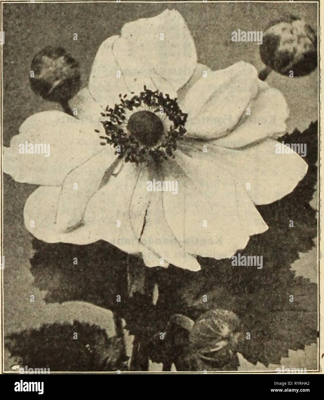 Dreer der Großhandel Preisliste Dreer der Großhandel Preisliste: Glühlampen für Floristen Pflanzen für Floristen Blumen Samen für Floristen Fungizide, Dünger, Insektizide, Geräte, etc. dreerswholesalep 1912 henr Jahr: 1912 ACHILLEA PTARMICA FL. PL. IfOULE DE NEIGE Achillea (Miiroil). Boule de Nelee. Eine Verbesserung auf die "Perle", mit Blumen von mehr perfekte Form, fuller Zentren und Reiner weiß: Eine wertvolle Schnittblume. $ 1,00 pro dtz.; $ 7,00 pro 100. Pro doz. Pro 100 Eupatorlum. Starke, 4-Zoll Töpfe 0 $ 85 $ 6 00 Flllpendula. Starke, 3'/i"-Töpfe 85 600 Millefolium Roseum. 4 Zoll, Töpfe 85 6 00 Ceris Stockfoto