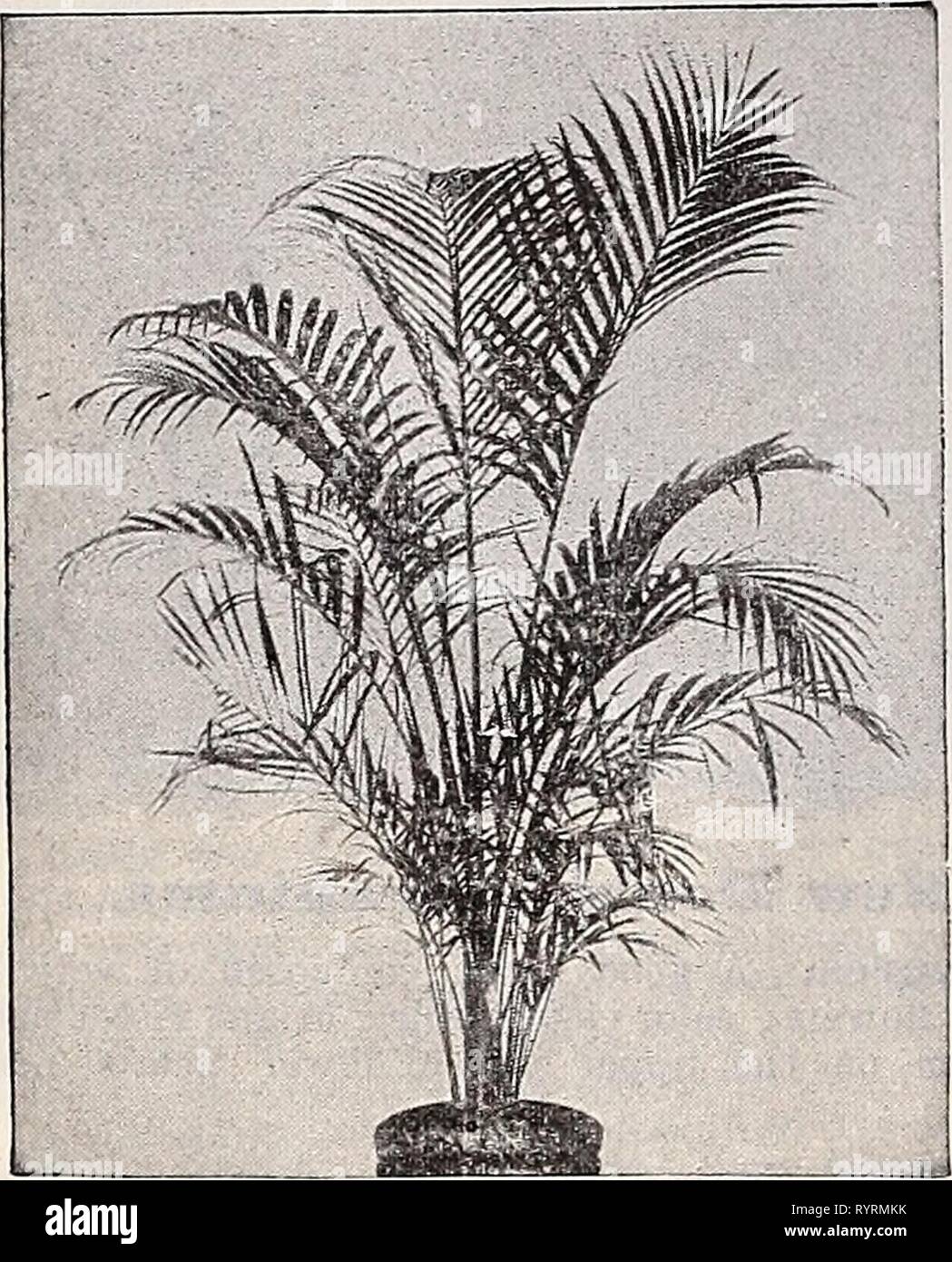 Dreer die vierteljährlichen Großhandel Preisliste Dreer die vierteljährlichen Großhandel Preis Liste von zuverlässigen Samen, Pflanzen, Blumenzwiebeln & c. dreersquarterlyw 1899 henr Jahr: 1899 36 DREER DER GROSSHANDEL PREISLISTE. Palmen,^^^ führenden Spezialität. Wir rufen Sie erneut ein besonderes Augenmerk auf unseren Bestand an Palmen, whicii ist die größte und vollständigste im Land, vor allem in den Sorten und Größen Stadtentwicklungsstrategie nun jedoch in der allgemeinen Blumenhändler handeln. Unseren Bestand an Kentias allein besetzen über eineinhalb Hektar von Glas, und alle anderen gängigen Sorten auf Hand in angemessenen Mengen. Besonderer Hinweis. - Unsere Messungen von Pflanzen, vrhere Stockfoto