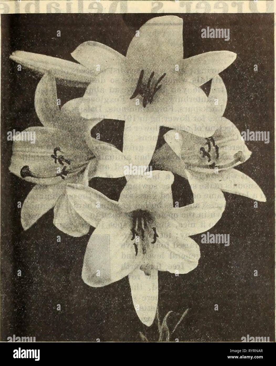 Dreer's Mitte Sommer Katalog 1914 (1914) des Dreer Mitte Sommer Katalog 1914. dreersmidsummerc 1914 henr Jahr: 1914 HENRY A. DREER, PHILADELPHIAâBULBS 41 DREERS AUSGEWÄHLTE LILIUM CANDIDUM^ Annunciatiou oder Jladonua I-Ily) Dies ist einer der beliebtesten Garten Lilien. Die Blumen Schnee pur sind - weiß und sehr aromatisch, getragen auf langen Stielen mit it zu schaffen, so sollte früh im Herbst gepflanzt werden, so dass es einige Wachstum vor Frost; die Lampen geben ein helles Abstauben mit pulverisiertem Schwefel, und nicht mit mehr als 2 Zoll Erde bedecken; 3 bis 4 ft.; Mai-juni. Die Glühlampen wir offe Stockfoto