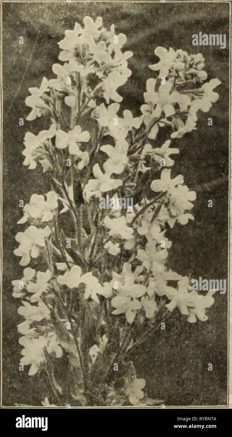 Dreer der Großhandelspreis Liste der Großhandel Dreer Die Preis Liste der Samen Pflanzen und Blumenzwiebeln für Floristen: Düngemittel, Insektizide, Werkzeuge und Verbrauchsmaterialien. dreerswholesalep 1912 henr 2 Jahr: 1912 ACHILLEA PTARMICA FL. PL. UOULE DE NEIGE Achillea Millefolium (Schafgarbe). Boule de Nelge. Eine Verbesserung auf die "Perle", mit Blumen von mehr perfekte Form, fuller Zentren und Reiner weiß; eine wertvolle Schnittblume. tl.OO pro dtz.; $ 7,00 pro 100. Pro doz. Pro 100 Boule d'Argent. 4-Zoll-Töpfe* 1 50 $ 10 00 Eupatorlum. Stark. 4-Zoll-Töpfe 85 600 Filipendula. . Starke, 3'/^"-Töpfe 85 6 00. Millefolium Roieum. 4 Zoll, Töpfe 85 6 0 Stockfoto