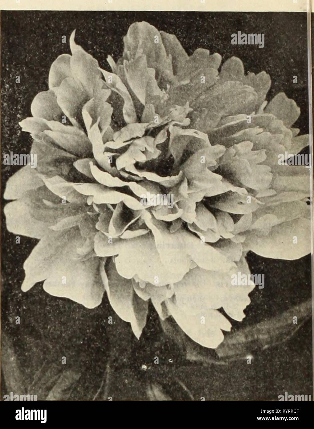 Dreer der Großhandel Preisliste Dreer der Großhandel Preisliste: Saatgut, Pflanzen, Lampen, etc. dreerswholesalep 1913 henr 2 Jahr: 1913 48 HENRY A. DREER, Philadelphia, Pa., GROSSHANDEL PREISLISTE Hardy Staudenpäonien Wir einen großen Vorrat an unsere eigenen wachsenden Angebot, streng wahr zu Beschreibungen, alle in starken Divisionen mit 3 bis 5 Augen. Perdoz. 100 1000 A^nes Maria Kelway. Rose-weiß guard Blütenblätter; Zentrum cremig-weiß 1 $ 50 tlO 00 $ 90 00 Achllle. Soft mauve - Rose, Wechsel zu fast reinem Weiß 1 50 10 00 90 00 Andre Laurles. Eine feine tyrian Rose; spät.... 1 50 10 00 90 00 Armandlne Mechin. Semi-doppelzimmer Stockfoto