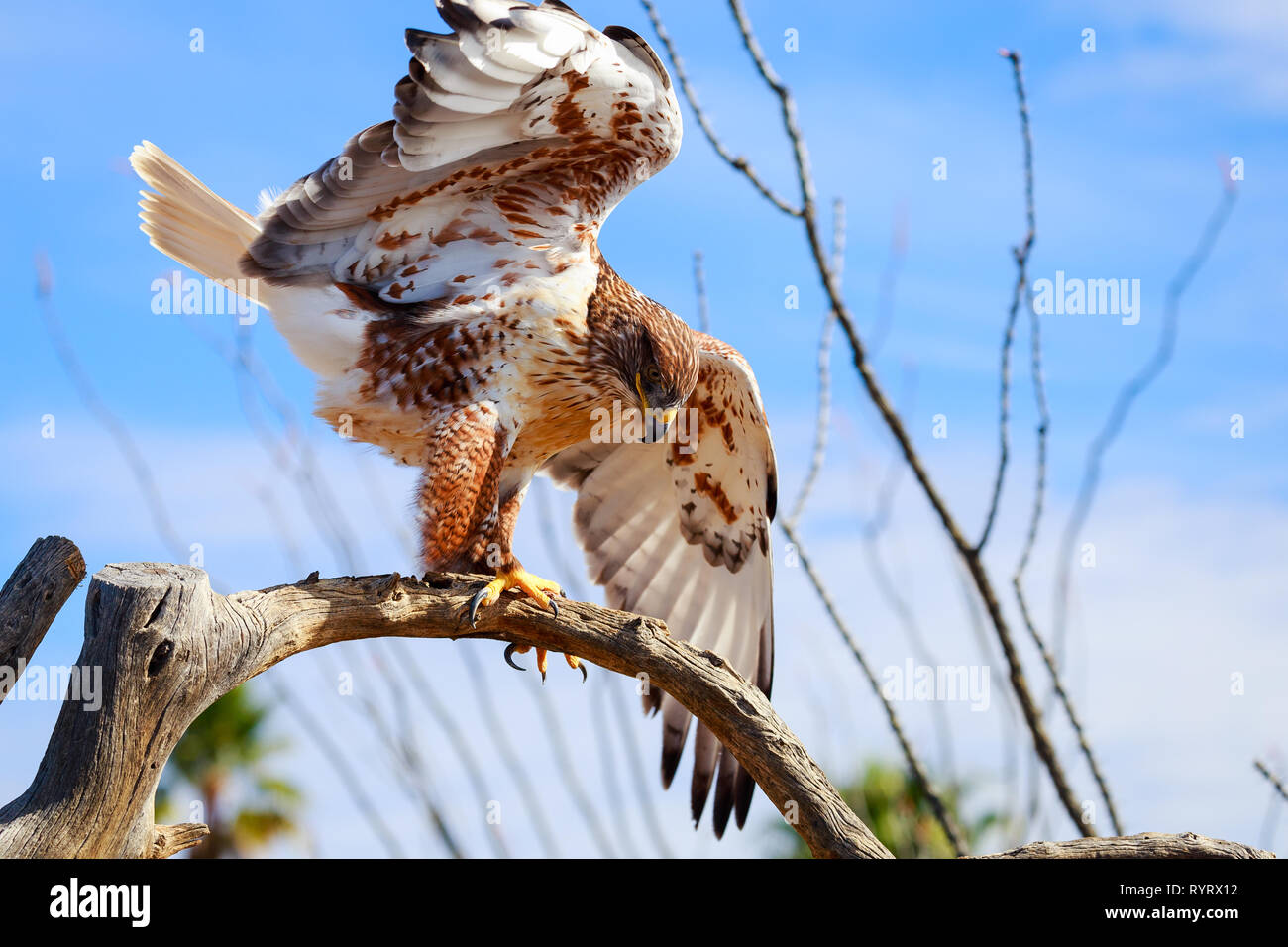 Ferruginous Hawk (Buteo regalis) auf einem Ast Stockfoto