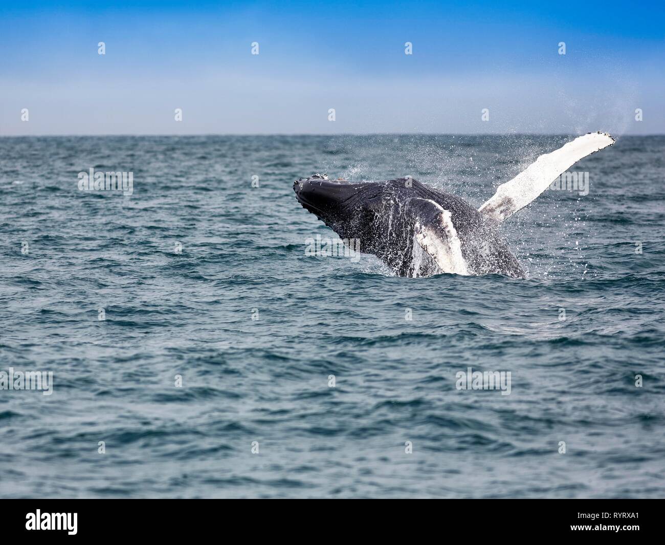 Springende Buckelwale (Megaptera novaeangliae), Skjálfandi Bucht, Skjalfandi, North Island, Island Stockfoto
