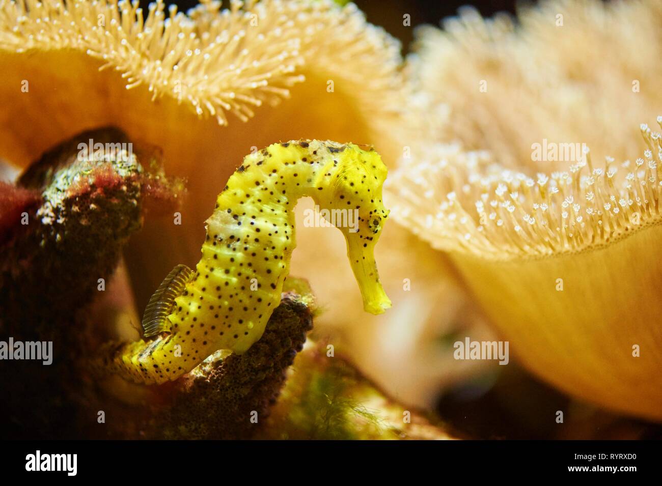 Gelbe Mündungs- Seepferdchen (Hippocampus kuda) in einem Aquarium, Deutschland Stockfoto