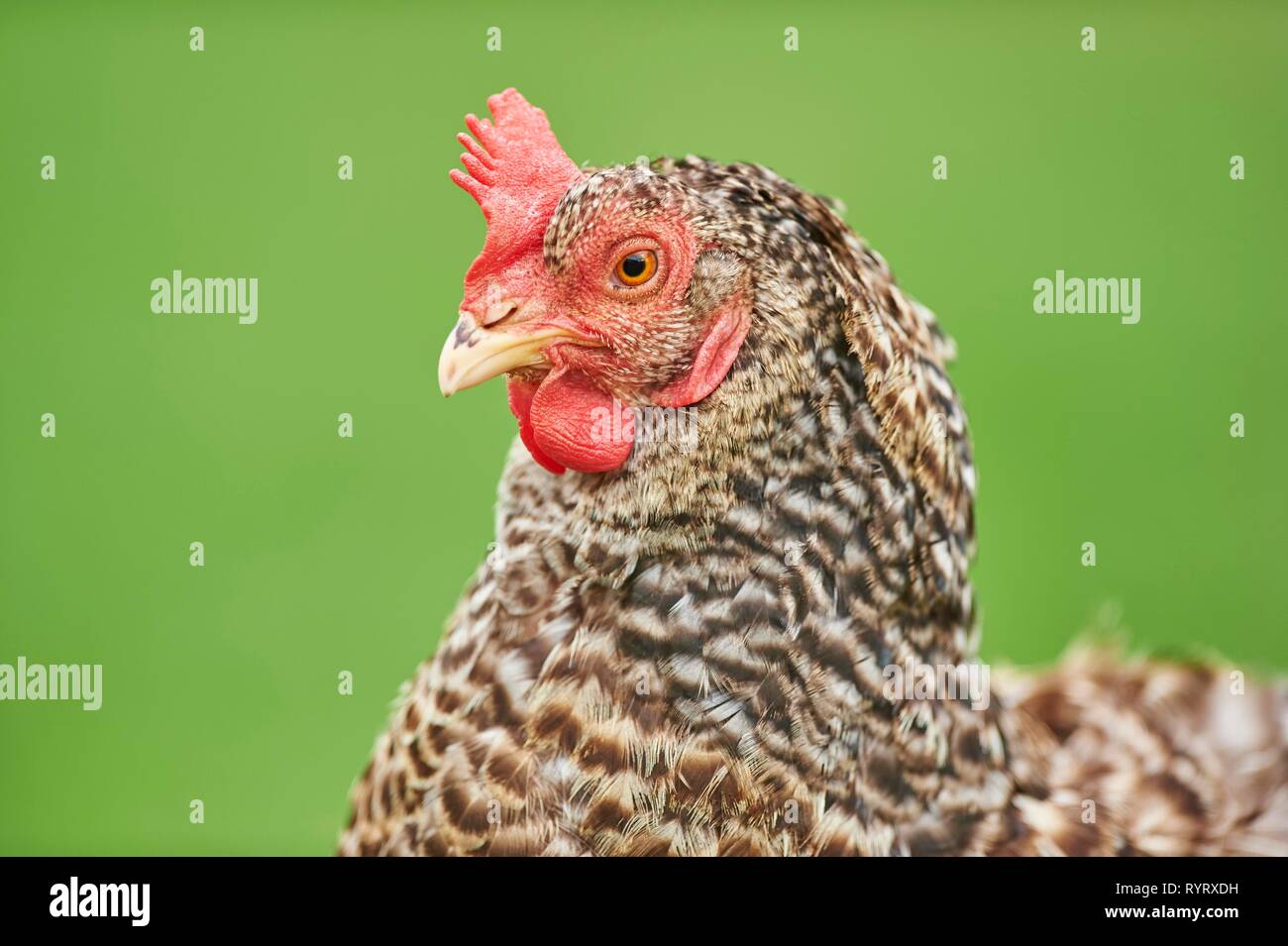 Huhn (Gallus gallus domesticus), Henne, Tier Portrait, Deutschland Stockfoto