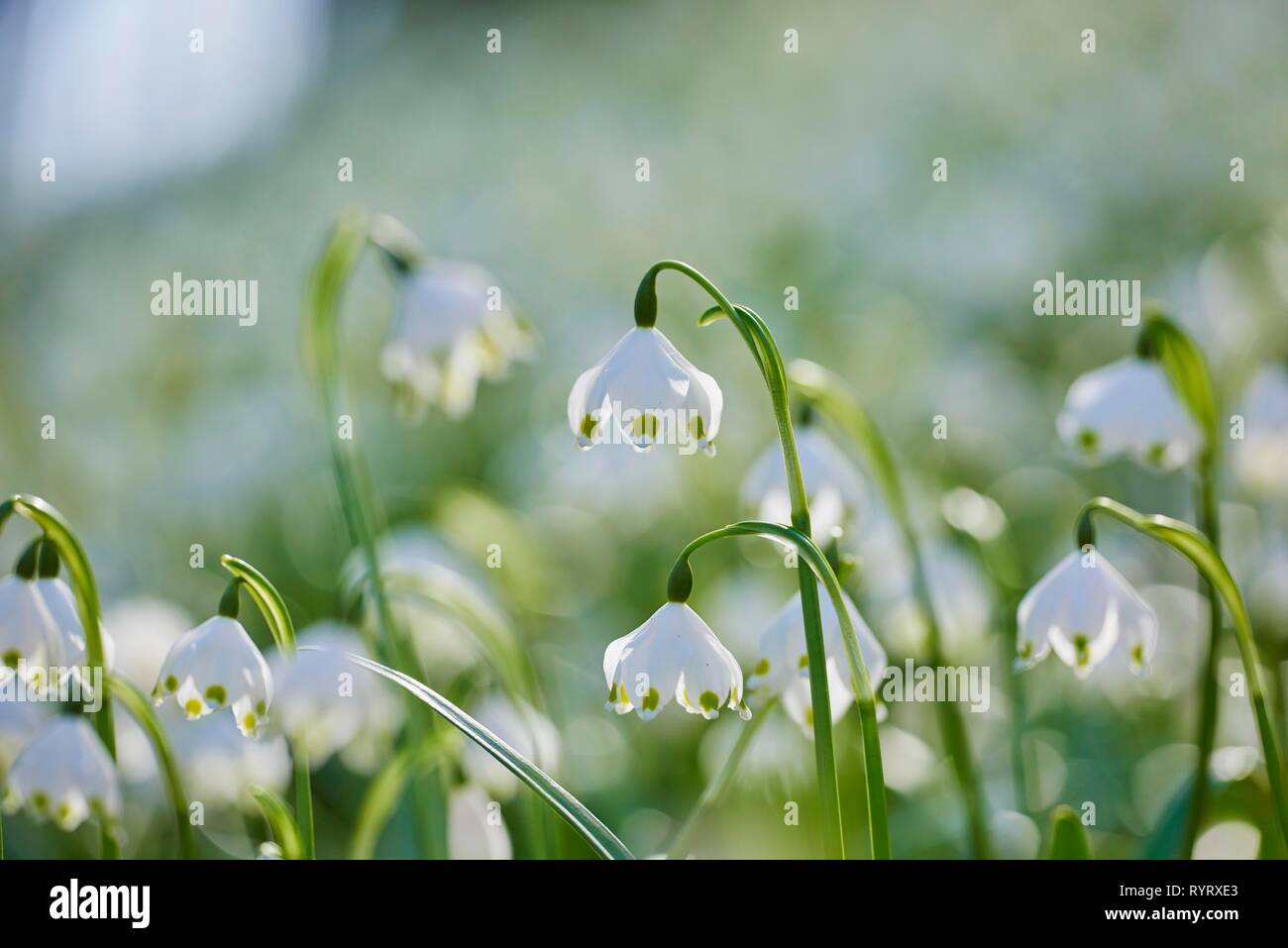 Märzenbecher (Leucojum vernum) Blühende in einem Wald im Frühling, Oberpfalz, Bayern Stockfoto