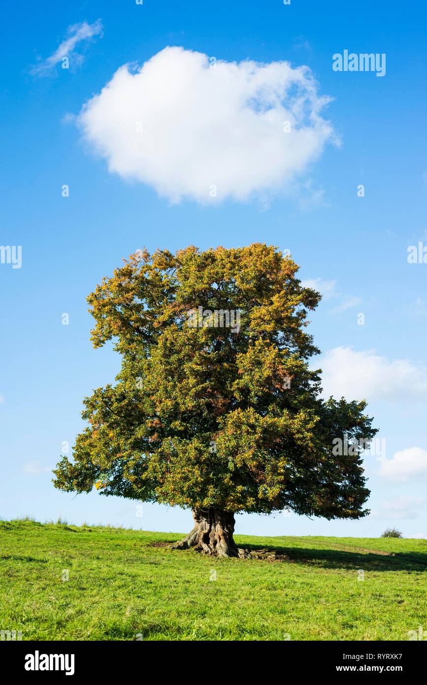 Alte großblättrige Linde (Tilia platyphyllos) im Herbst, einsamen Baum, 400 Jahre alt, Thüringen, Deutschland Stockfoto