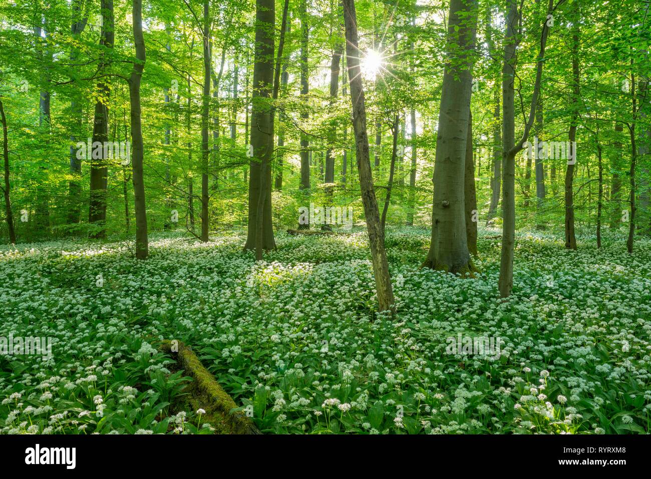 Gemeinsame Buche (Fagus sylvatica) mit blühenden Ramsom (Allium ursinum), Nationalpark Hainich, Thüringen, Deutschland Stockfoto