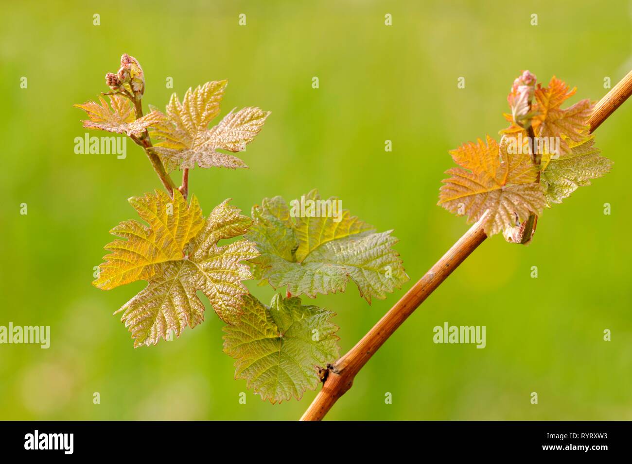Blätter des Weinstocks, Weinrebe (Vitis vinifera), Baden-Württemberg, Deutschland Stockfoto