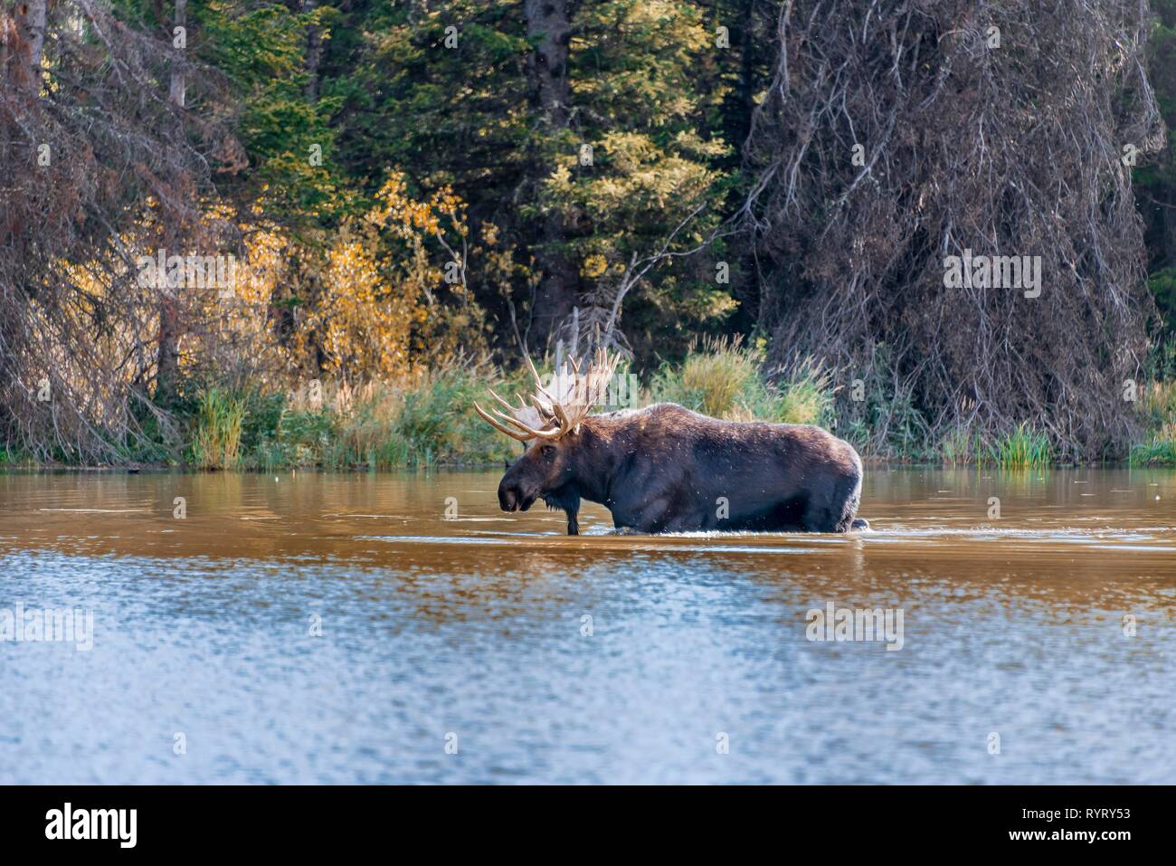 Elch (Alces alces), männliche Elch läuft in einem See, Grand Teton National Park, Wyoming, USA Stockfoto