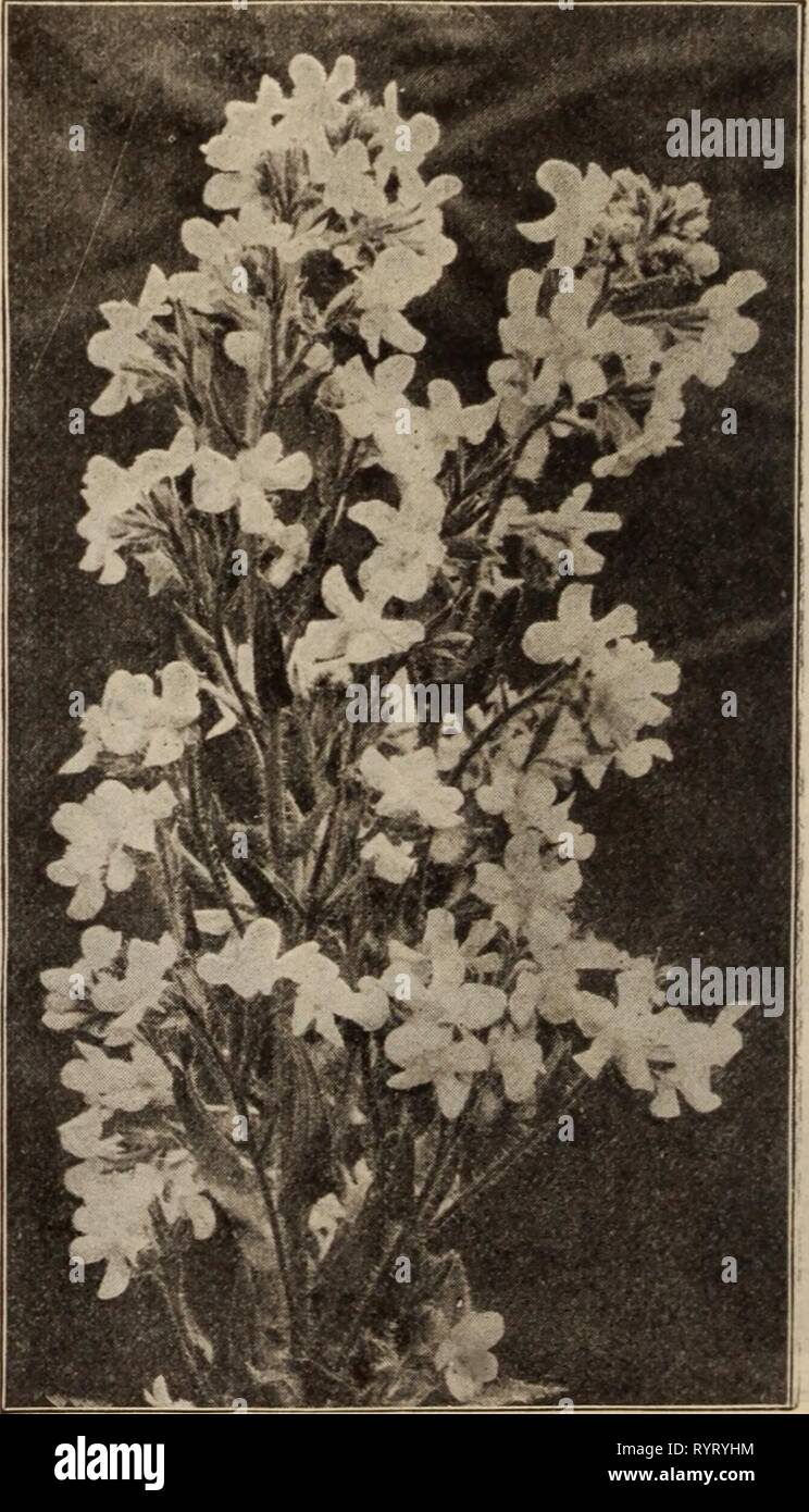 Dreer der Großhandel Preisliste Dreer der Großhandel Preisliste/Henry A. Dreer. . Dreerswholesalep 1912 dree Jahr: ACHILLEA PTARMICA FL. PL. BOULE DE NEIGE Achillea Millefolium (Schafgarbe). Boule de Nelge. Eine Verbesserung auf die "Perle", mit Blumen von mehr perfekte Form, fuller Zentren und Reiner weiß; eine wertvolle Schnittblume. $ 1,00 pro dtz.; $ 7,00 pro 100. Pro doz. Pro 100 Boule d'Argent. 4-Zoll-Töpfe 1 $ 50 $ 10 00 Eupatorium. Starke, 4-Zoll-Töpfe 85 6 00 Flllpendula. Starke, 3'/2-Zoll Töpfe 85 6 00 Millefolium Roseum. 4 Zoll, Töpfe 85 6 00 Cerise Queen. 4-Zoll-Töpfe 85 6 00 Die Perle. 3-Zoll-Töpfe 85 6 00 Tomentosa. Stockfoto