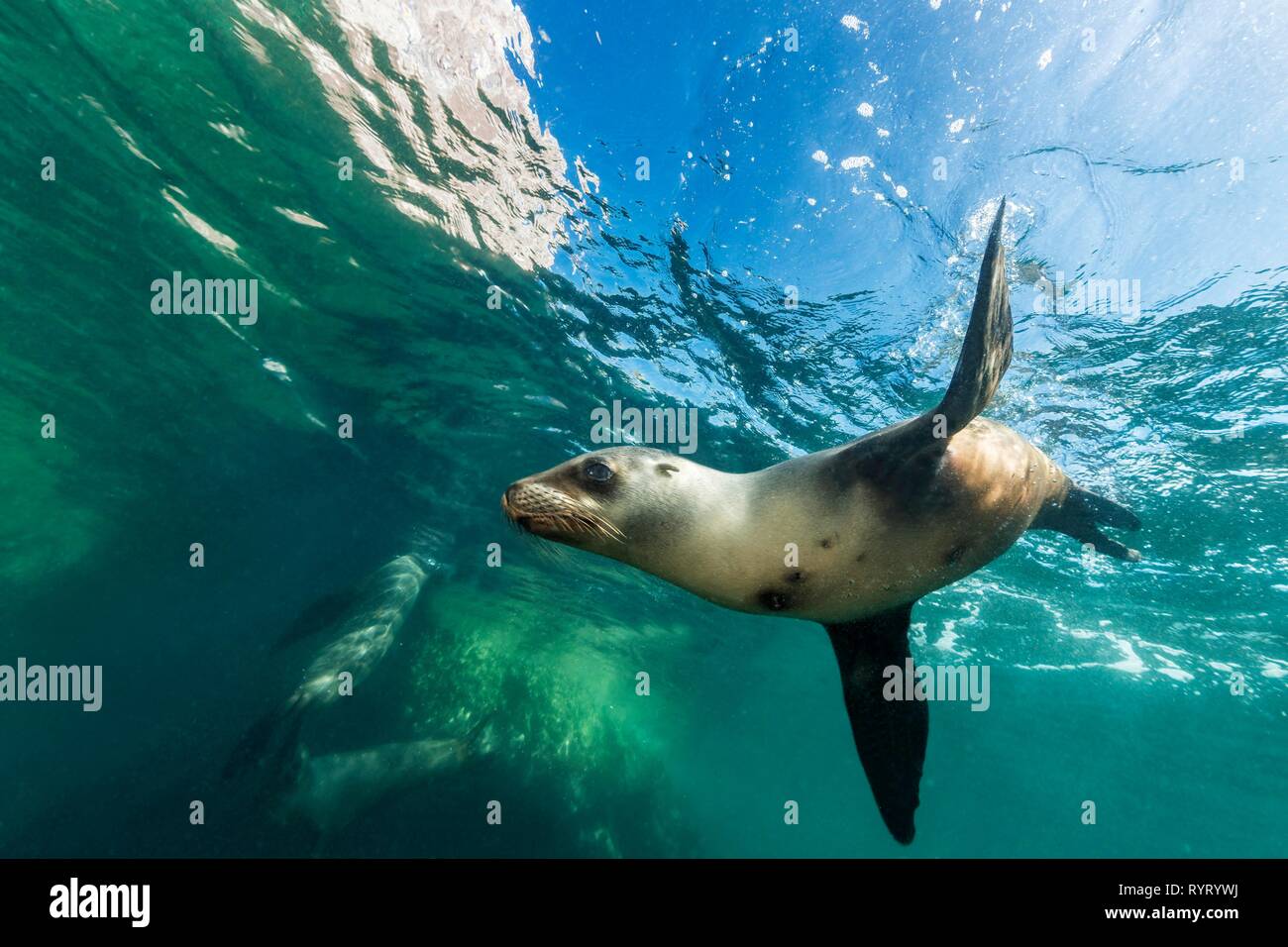 Galapagos-seelöwe (zalophus californianus), Isla Los Islotes, La Paz, Mexiko Stockfoto