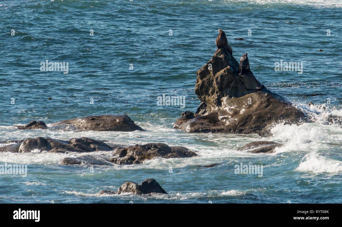 Kalifornische Seelöwen (zalophus californianus) auf einem Felsen im Meer, Simpson Riff übersehen, Cape Arago State Park, Florida, USA Stockfoto