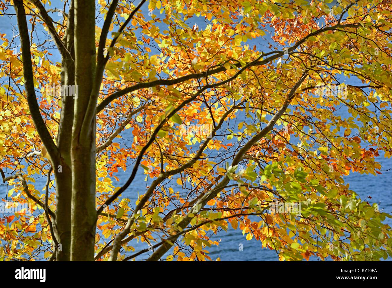 Gemeinsame Buche (Fagus sylvatica) mit Herbstlaub, Sauerland-Rothaar Berge Natur Park, Deutschland Stockfoto