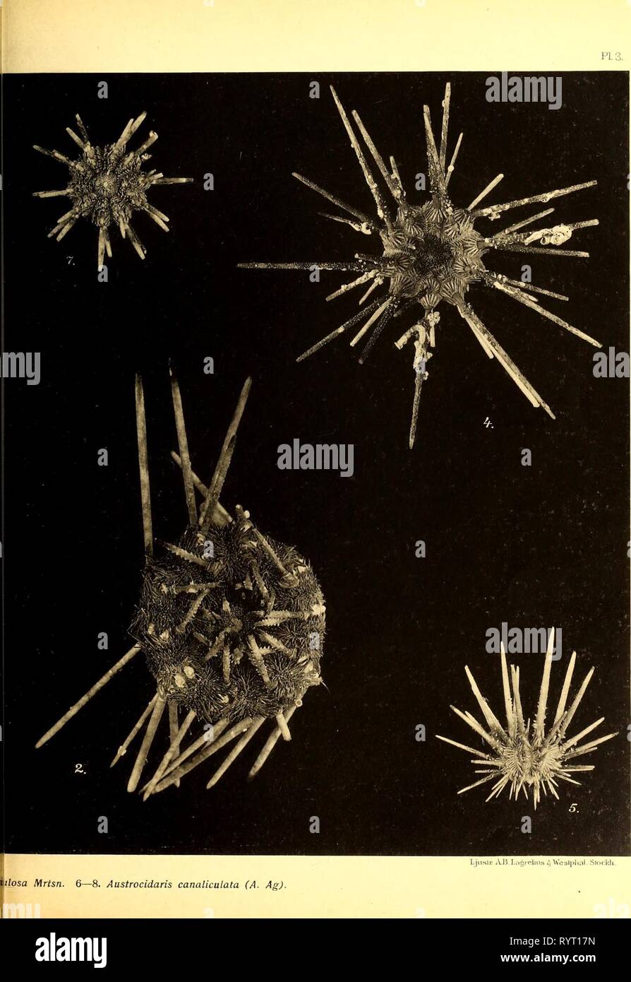 Echinoidea der schwedischen Süden Echinoidea der Schwedischen South Polar Expedition. echinoideaofswed 00 mort Jahr: 1910 Stockfoto