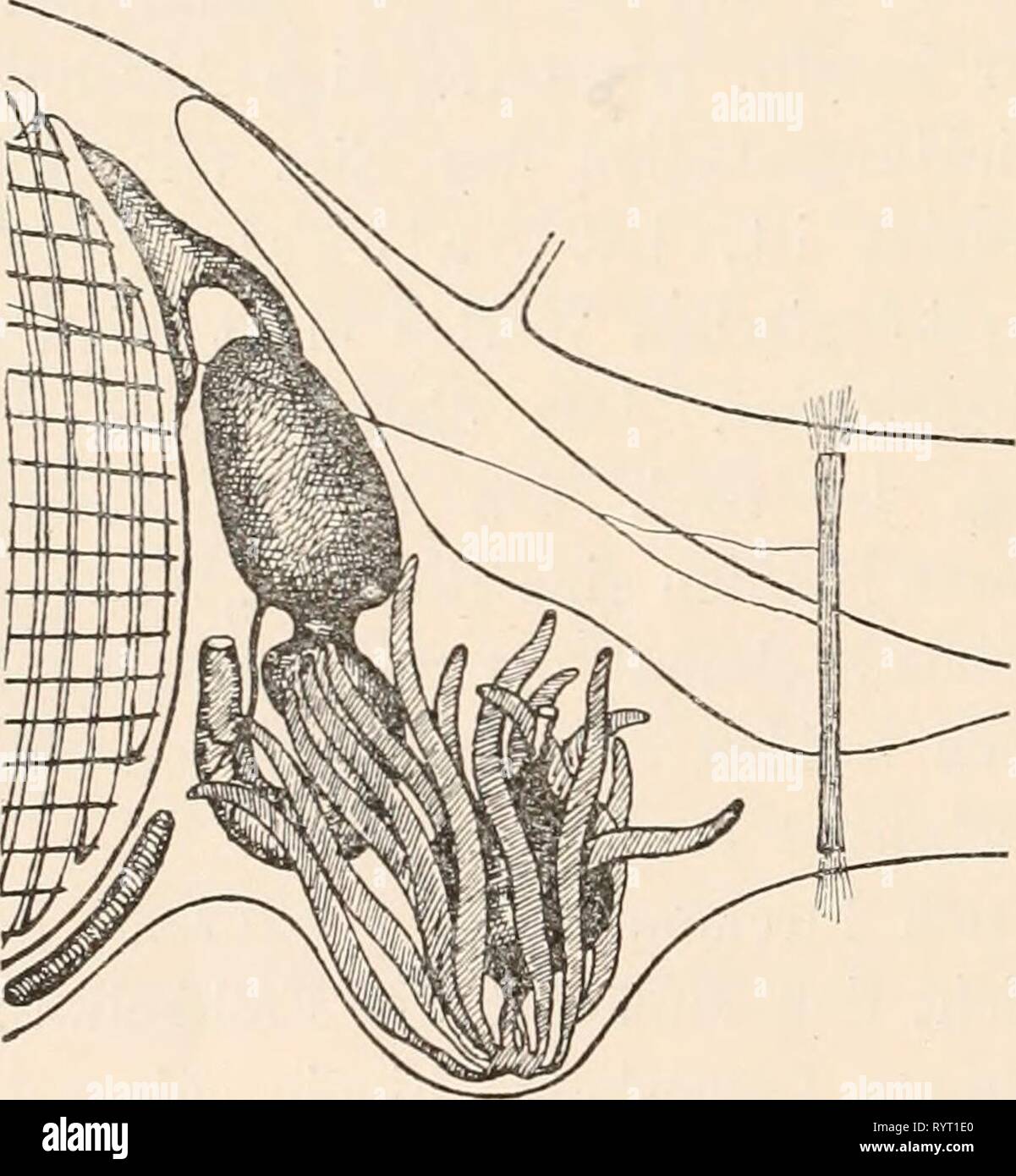Dr. HG BRONN Klassen und Dr. H.G. Bronn von Klassen und Ordnungen des Thier-Reichs: wissenschaftlich dargestellt in Wort und Bild. drhgbronnsklasse030201bron Jahr: 1880 - 114 Pyrosomen. groÃ und lang ausgezogen ^ und die Geschlechtsorgane rÃ¼cken infolgedessen vielleicht etwas weiter nach hinten, als hei den Formen mit Sonthofen, wenig gerÃ¤umiger Cloake, zu denen S. alterniosum und ganz besonders S. verticillatum gehÃ¶ren (Vgl. oben S. 87). Da Nonne das Ovar stets etwas rechts seitlich neben dem Hoden Platz findet, ist es auch verstÃ¤ndlich, daÃ dp nur der rechte Peribranchialraum bei diesen A Stockfoto