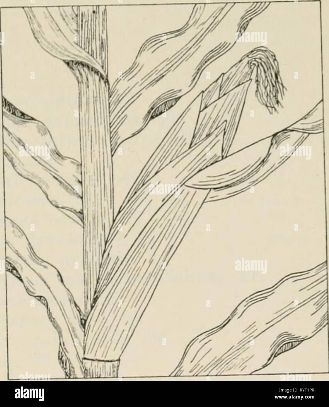 Die Droge Pflanzen von Illinois die Droge Pflanzen von Illinois. drugplantsofilli 44 teho Jahr: 1951 Tehon DIE DROGE PFLANZEN VON ILLINOIS 121 ZEA MAYS L. Mais, indischen Mais, Mais. Gramineae. Us, S. XI, S. 56, 258. Das Korn und die Seide von den Ohren als Braun gesammelt. In großen Flächen im ganzen Staat gewachsen. Erträge Maismehl, Mais, Dextrose, Glukose, und Mais Seide. Die Stärke verwendet als Lindernd, das Öl als Abführmittel, die Seide als mildes Diuretikum. Stockfoto