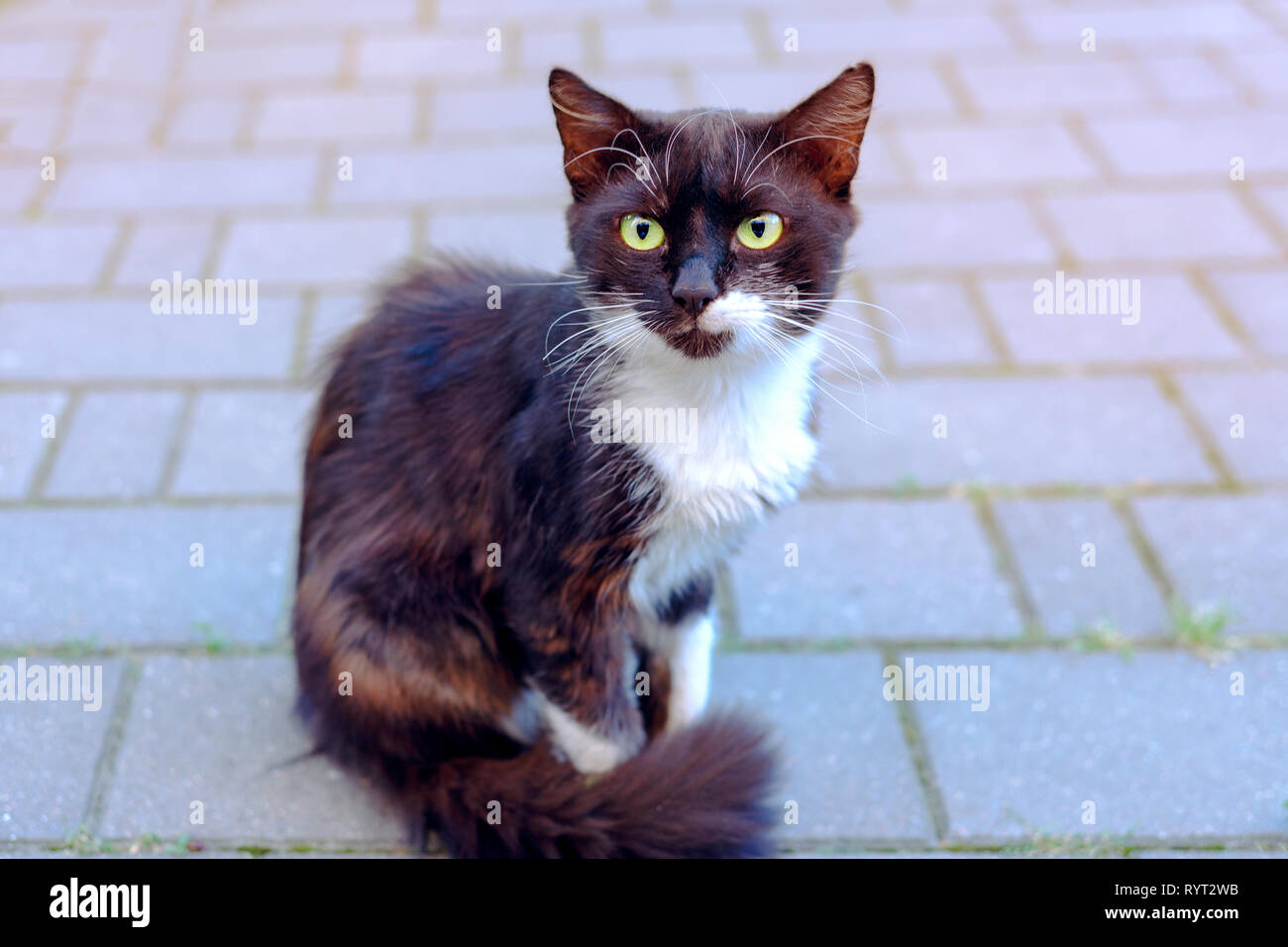 Schwarz Und Weiß Mit Einem Roten Katze Mit Grünen Augen