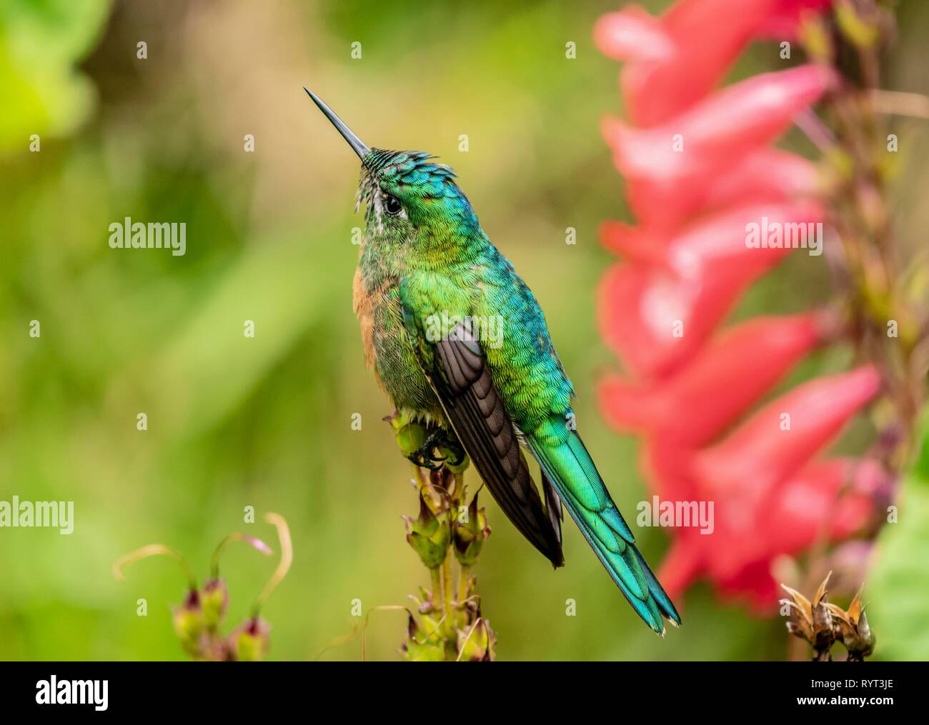 Hummingbird sp. (Der), La Montana, Salento, Quindio Abteilung, Kolumbien Stockfoto