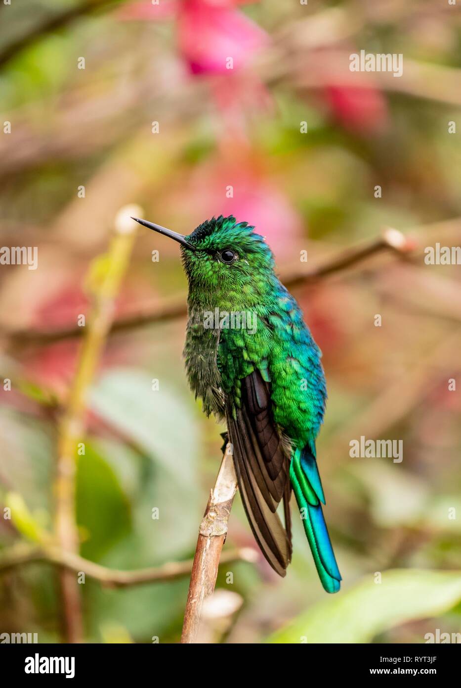 Hummingbird sp. (Der), La Montana, Salento, Quindio Abteilung, Kolumbien Stockfoto