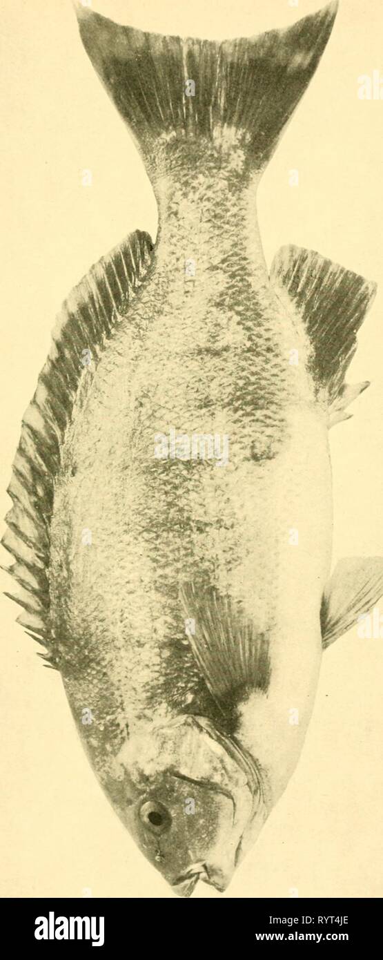 Die essbaren Fische neue Die essbaren Fische von New South Wales: ihre derzeitige Bedeutung und ihre potentialitäten. ediblefishesofne 00 stea Jahr: 1908 -^' O O< Stockfoto
