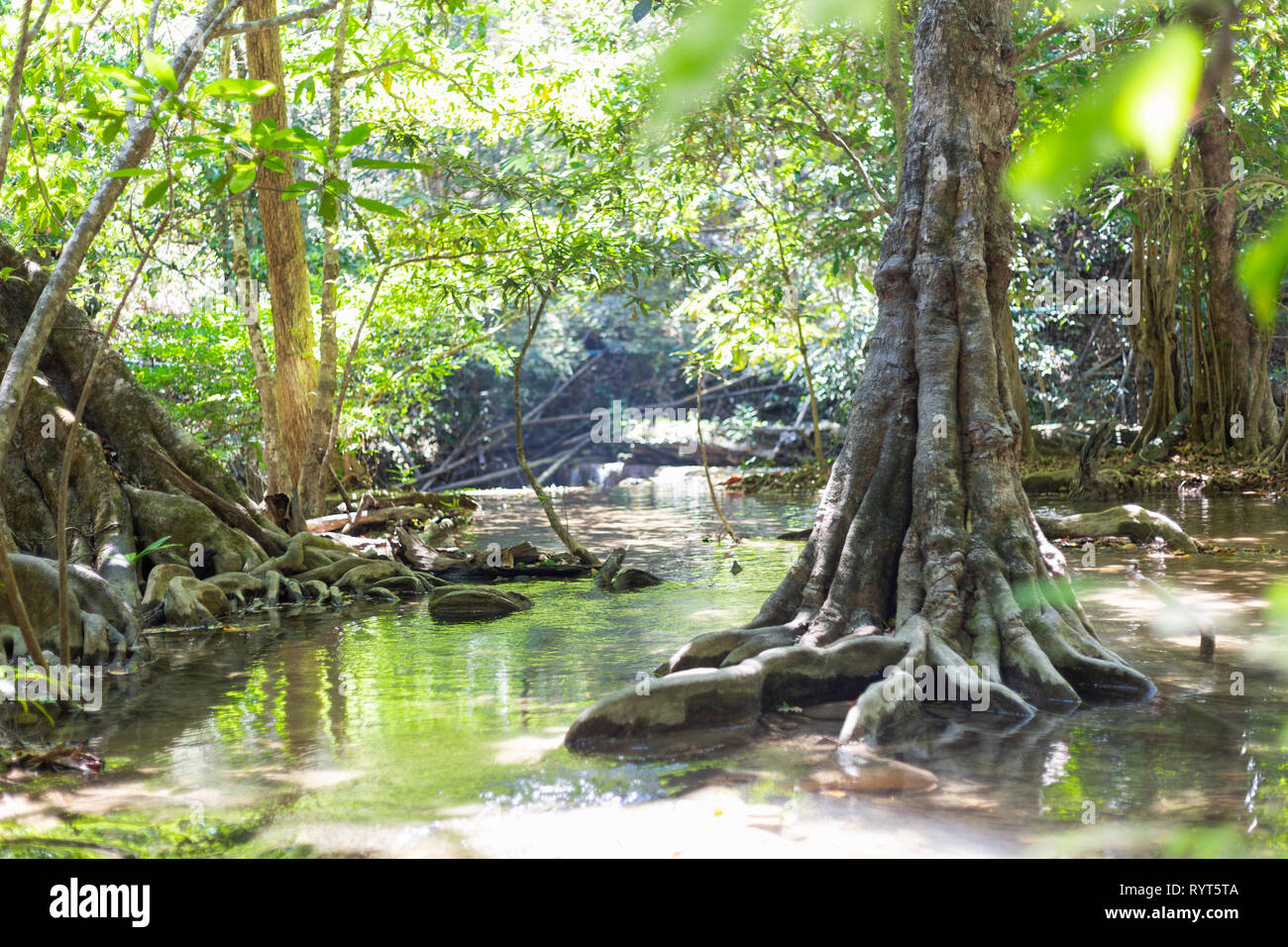 Tropischer Wald tagsüber. Stockfoto