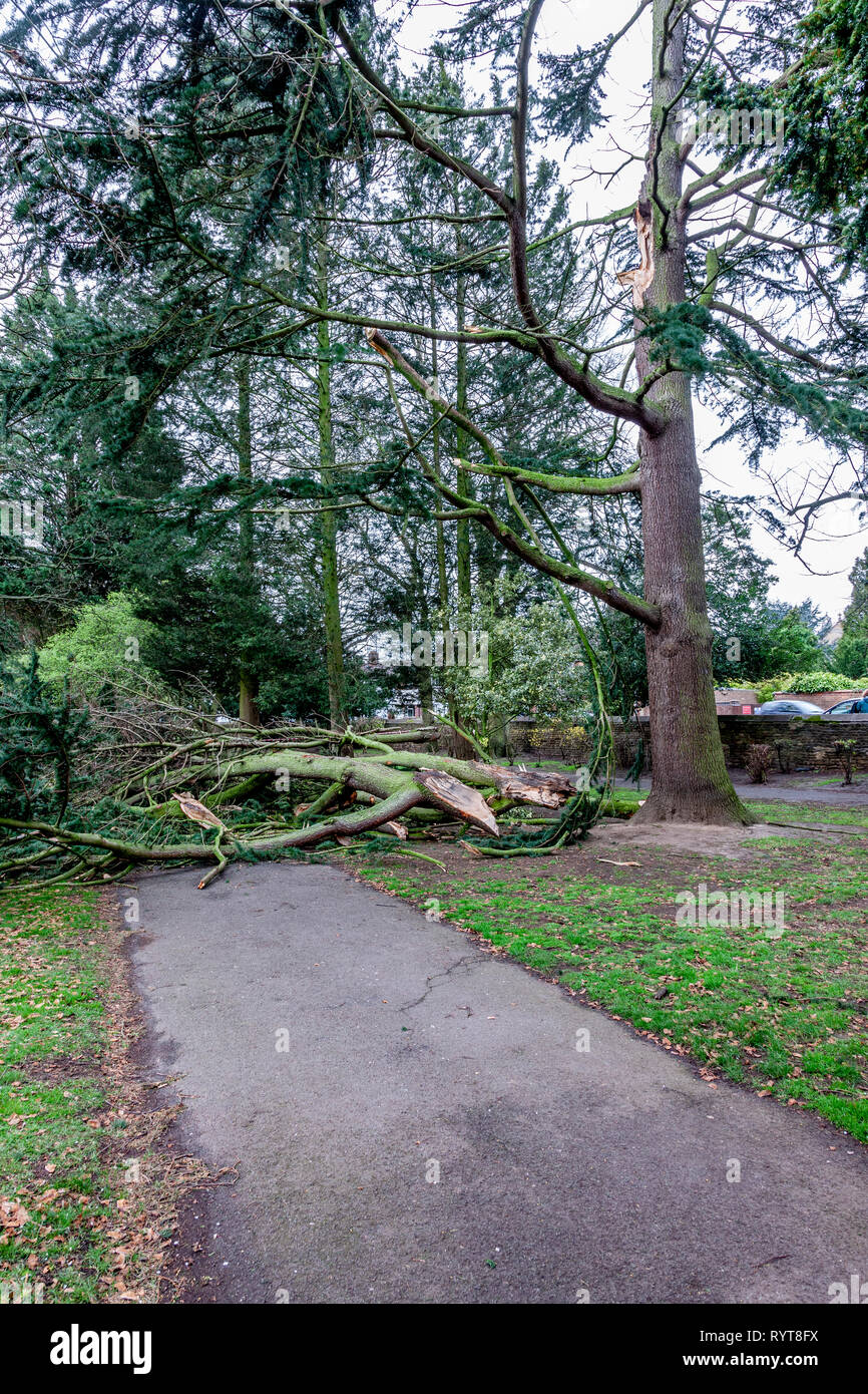 Northampton. Vereinigtes Königreich 15. März 2019. Gale force Winde über Nacht bringen Sie einige schwere Zweige von Bäumen in Abington Park. Credit: Keith J Smith./Alamy leben Nachrichten Stockfoto