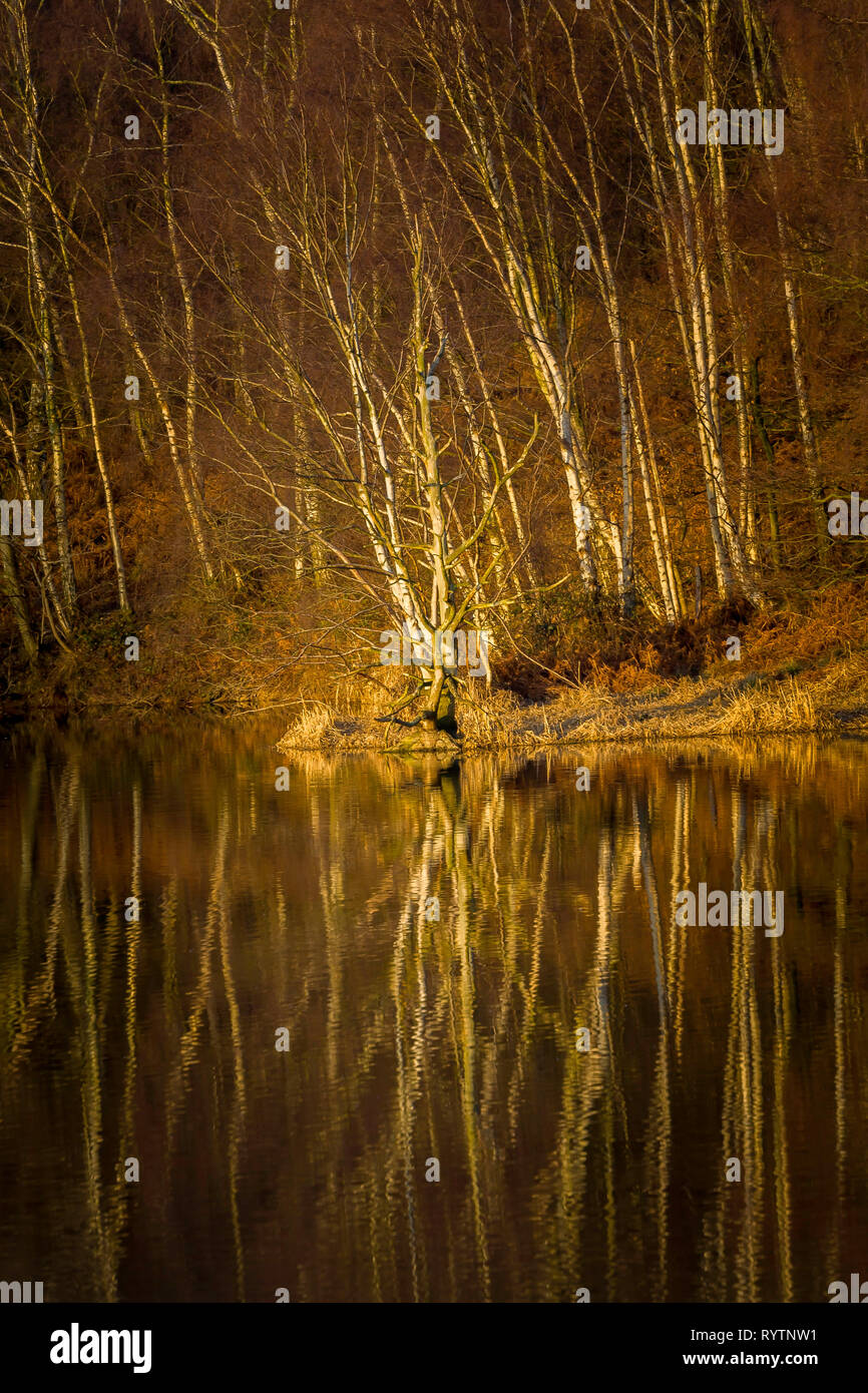 Silver Birch Bäume am Ufer des Staunton Harold Reservoir, Derbyshire, an einem Winterabend. Stockfoto