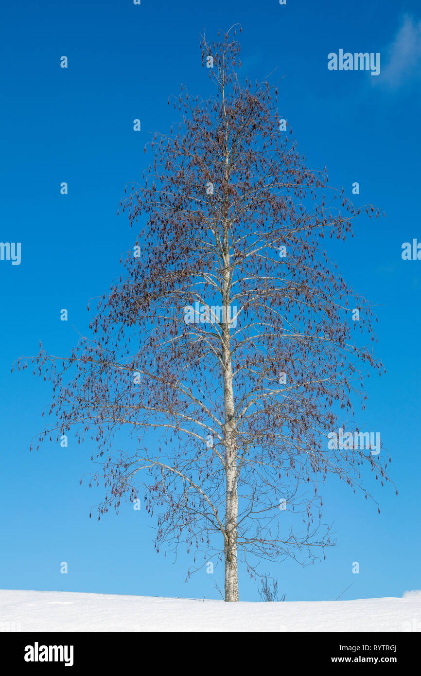 Graue Erle, Alnus Incana, gegen den blauen Himmel im Winter, Finnland Stockfoto