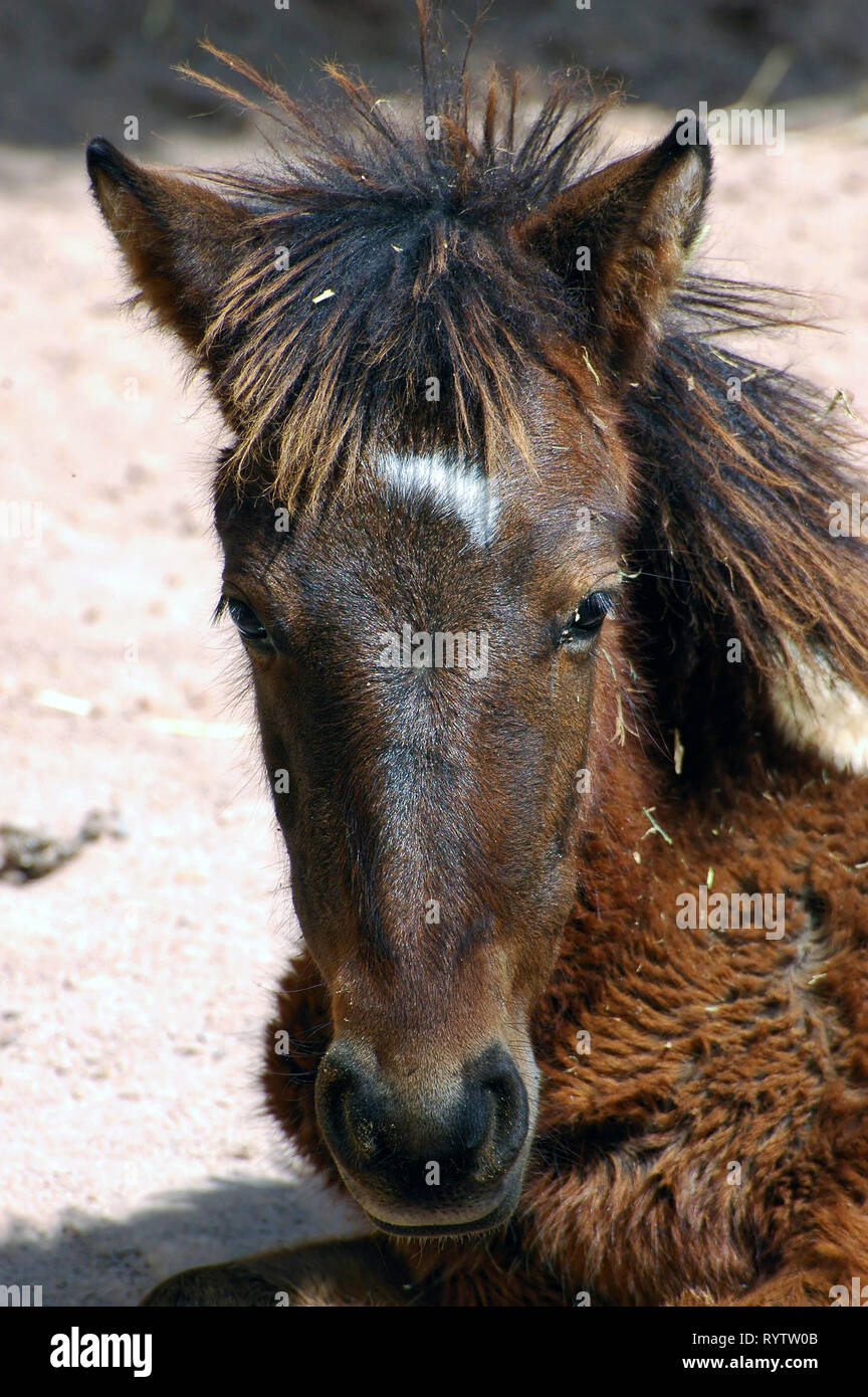 Foto Pferd Stockfoto