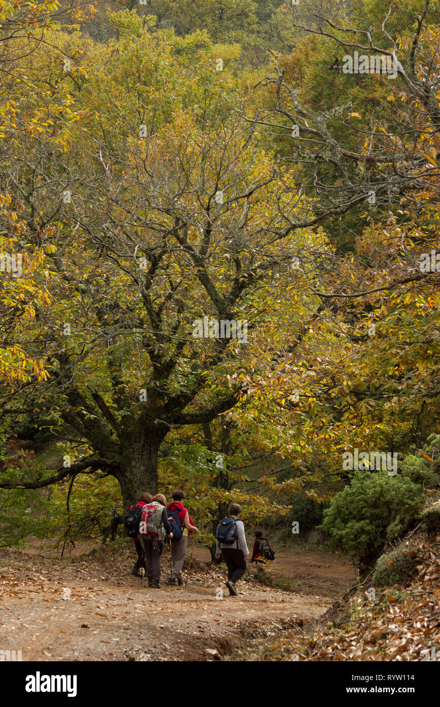 Trekking zu Fuß Aktivität gegenüber Leivadi Dorf vorbei durch die schöne Natur des wilden Chestnut Tree Forest Thessalien der Landschaft. Griechenland. Stockfoto