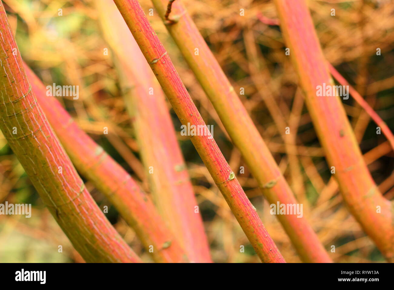 X Acer conspicuum 'Phoenix'. Farbenfrohe Rinde von Acer conspicuum 'Phoenix', ein Snakebark Ahorn, im Winter, Großbritannien Stockfoto